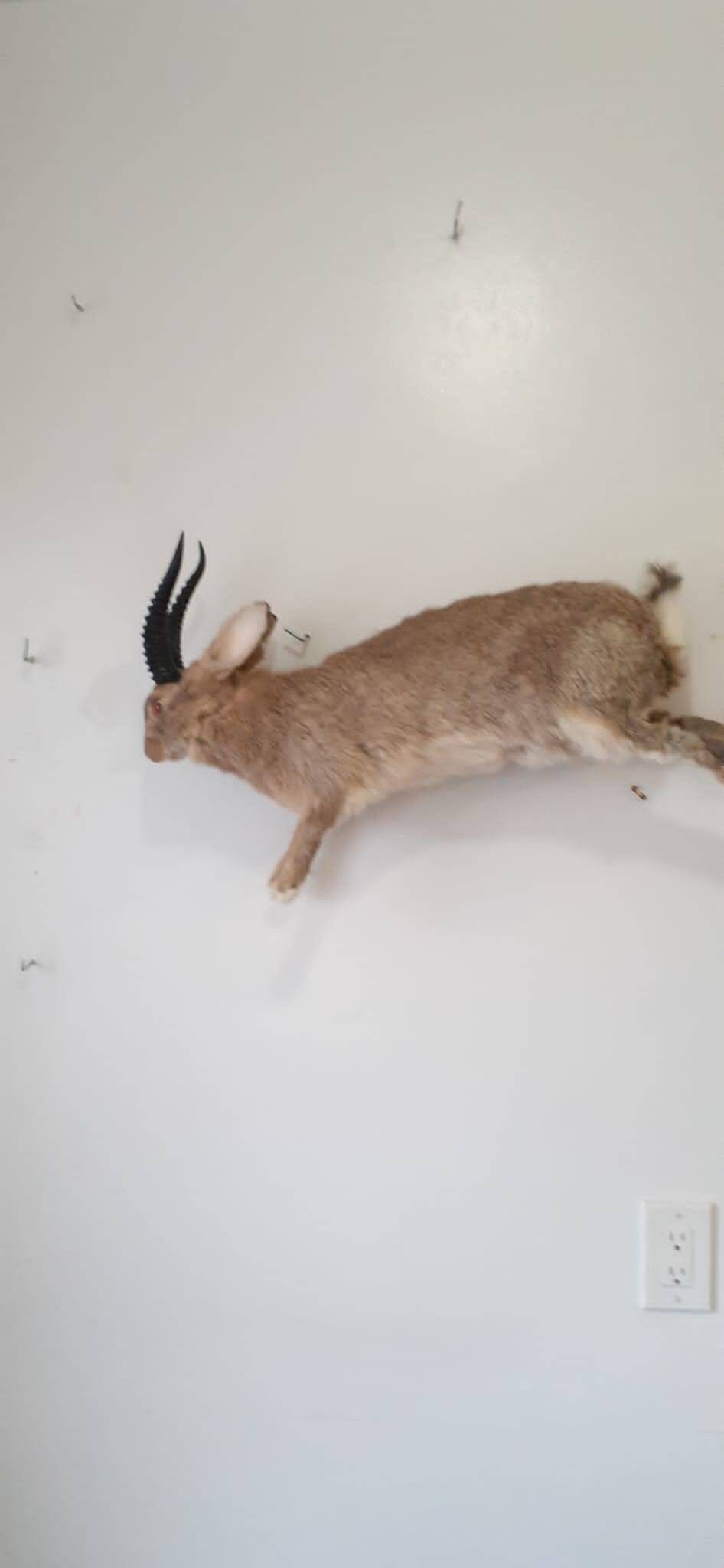 Brown full body jackalope taxidermy with black replica horns and fire red eyes, bunny taxidermy, rabbit life size jumping wall mounted
