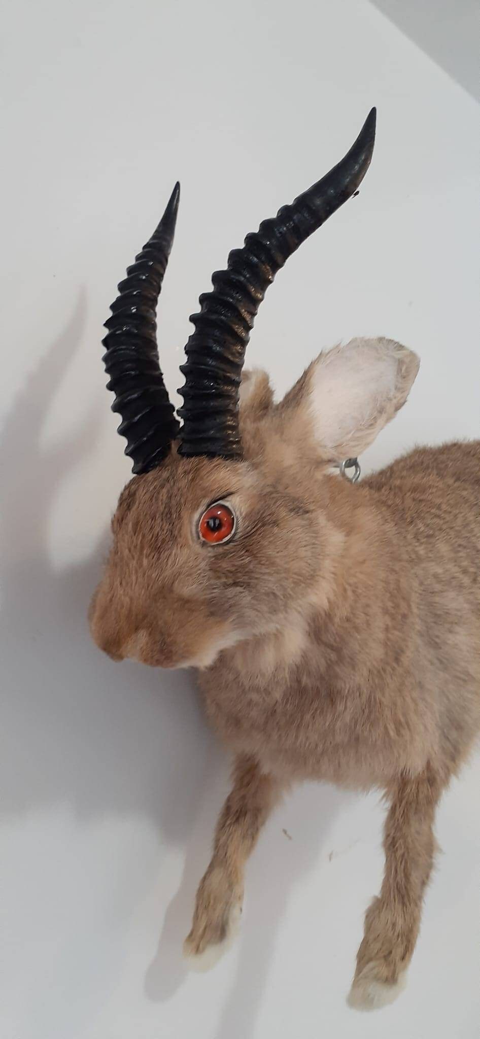 Brown full body jackalope taxidermy with black replica horns and fire red eyes, bunny taxidermy, rabbit life size jumping wall mounted