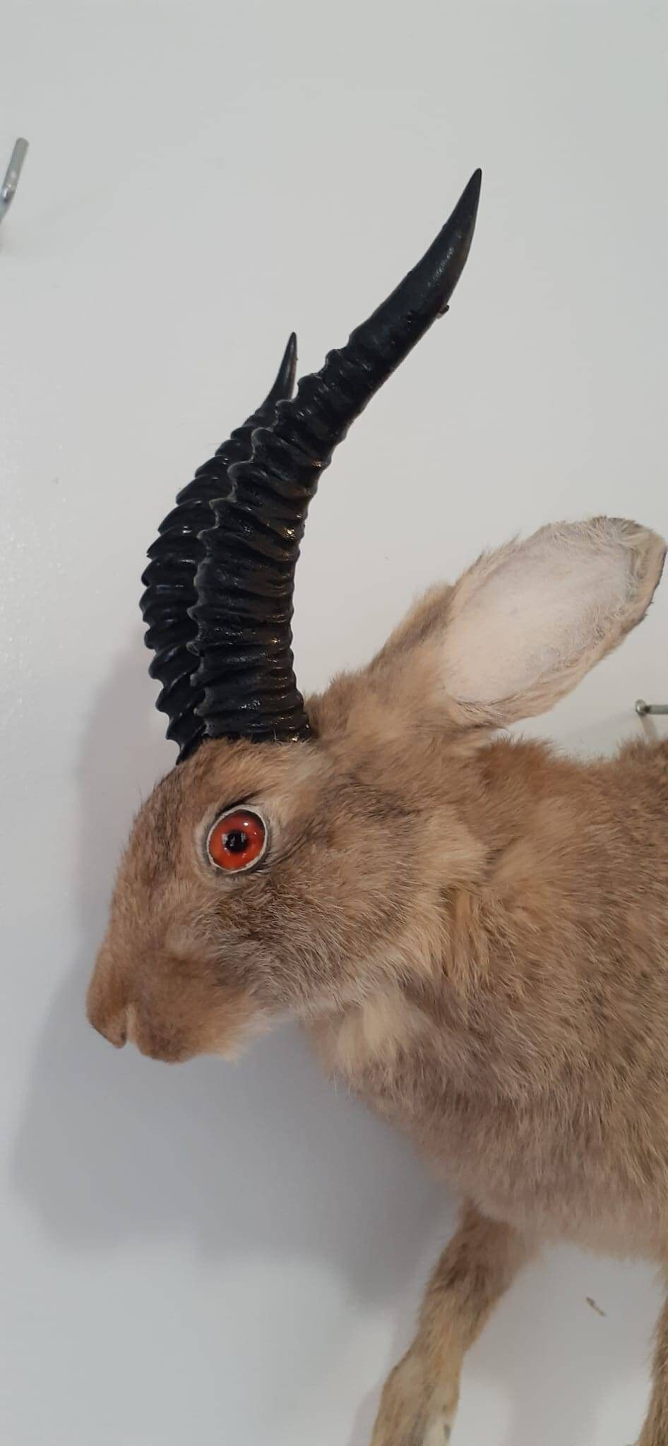 Brown full body jackalope taxidermy with black replica horns and fire red eyes, bunny taxidermy, rabbit life size jumping wall mounted