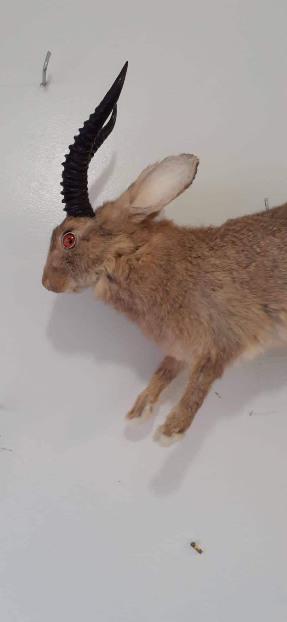 Brown full body jackalope taxidermy with black replica horns and fire red eyes, bunny taxidermy, rabbit life size jumping wall mounted