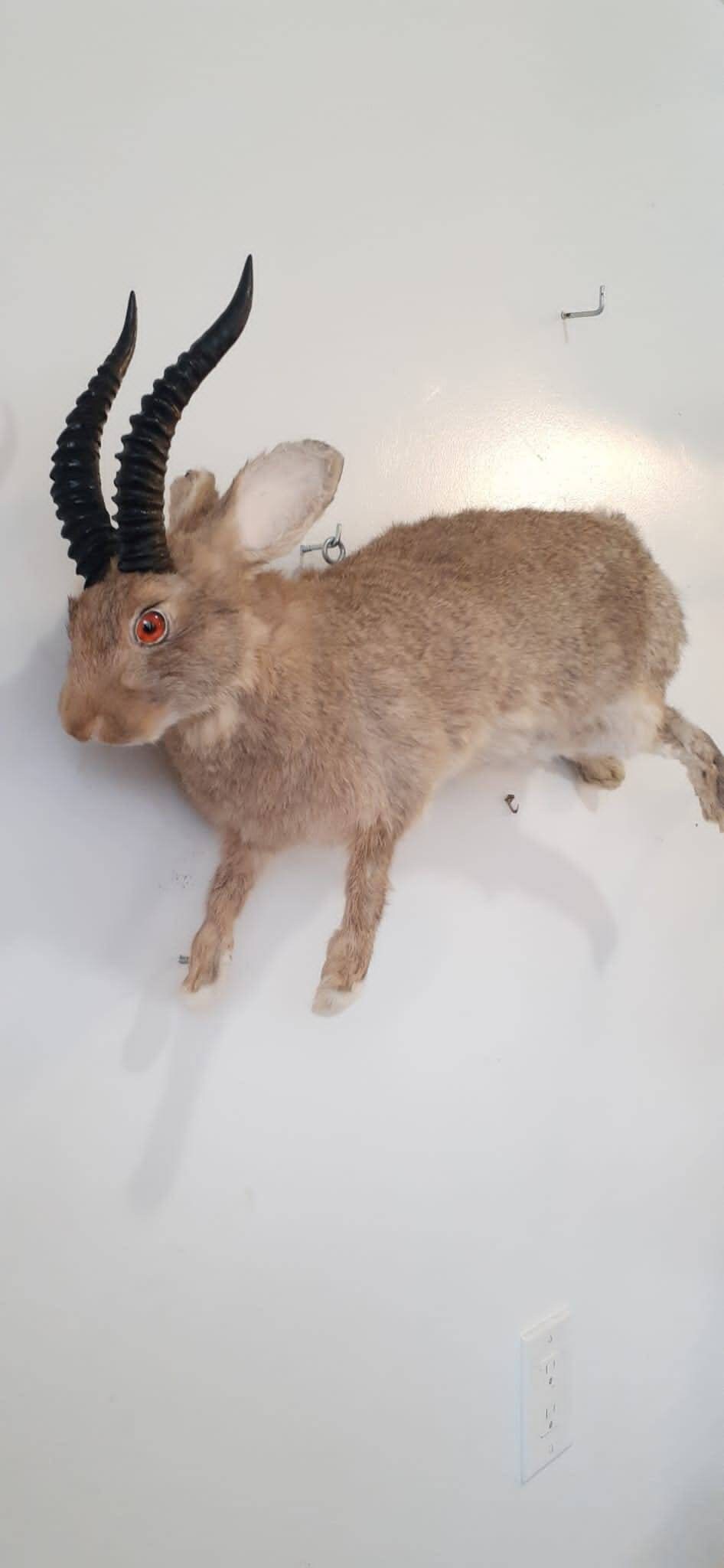 Brown full body jackalope taxidermy with black replica horns and fire red eyes, bunny taxidermy, rabbit life size jumping wall mounted
