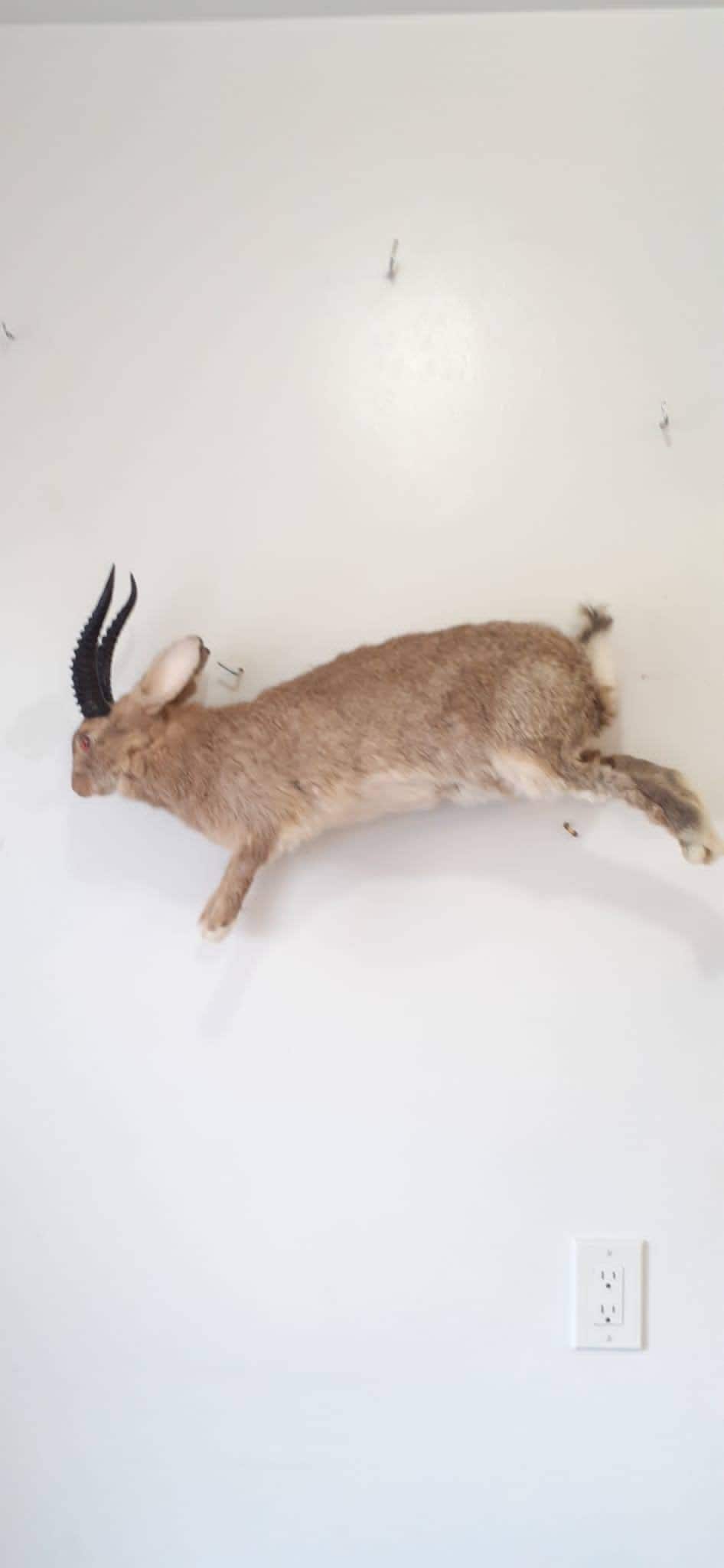 Brown full body jackalope taxidermy with black replica horns and fire red eyes, bunny taxidermy, rabbit life size jumping wall mounted