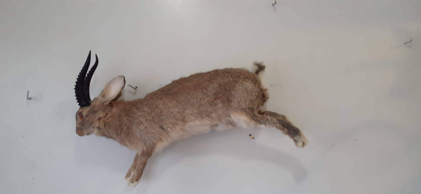 Brown full body jackalope taxidermy with black replica horns and fire red eyes, bunny taxidermy, rabbit life size jumping wall mounted