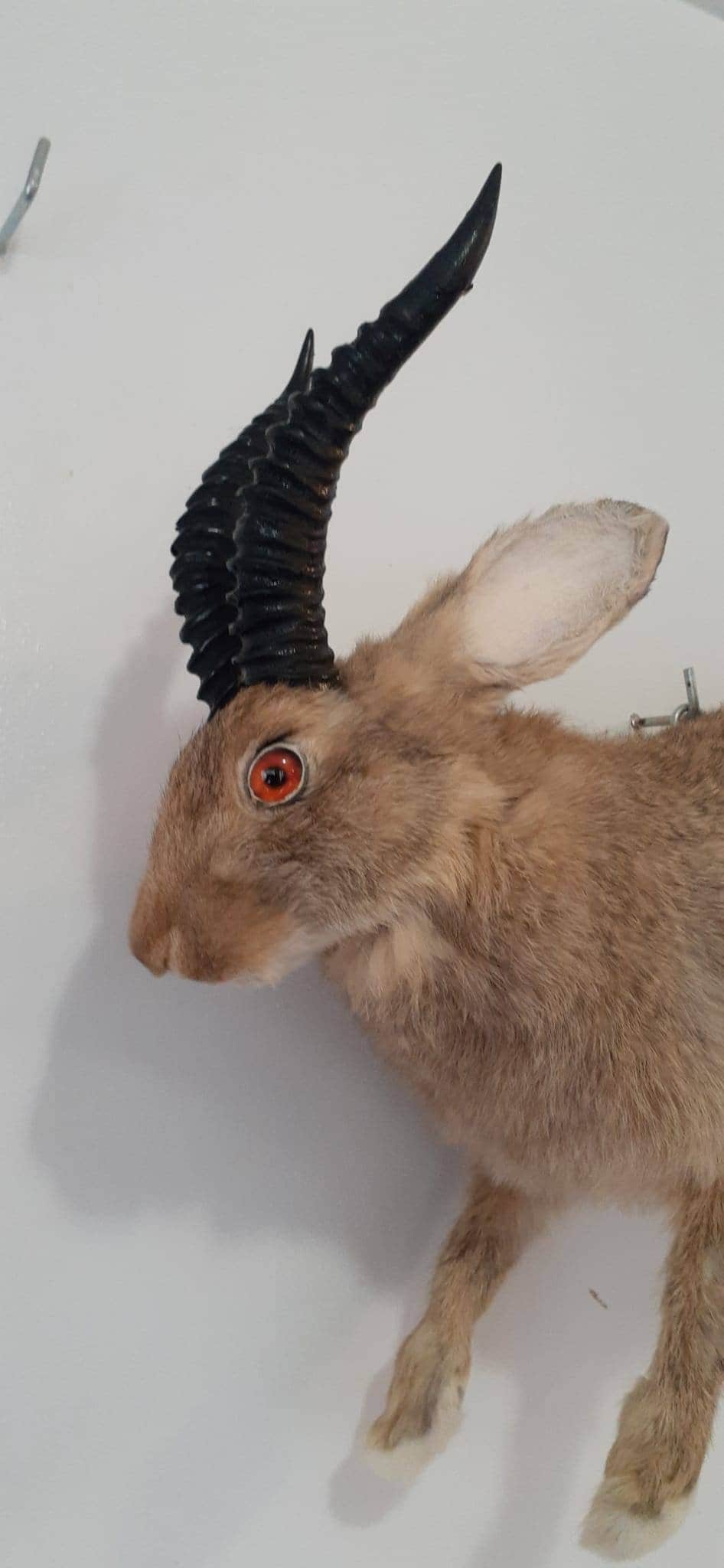 Brown full body jackalope taxidermy with black replica horns and fire red eyes, bunny taxidermy, rabbit life size jumping wall mounted