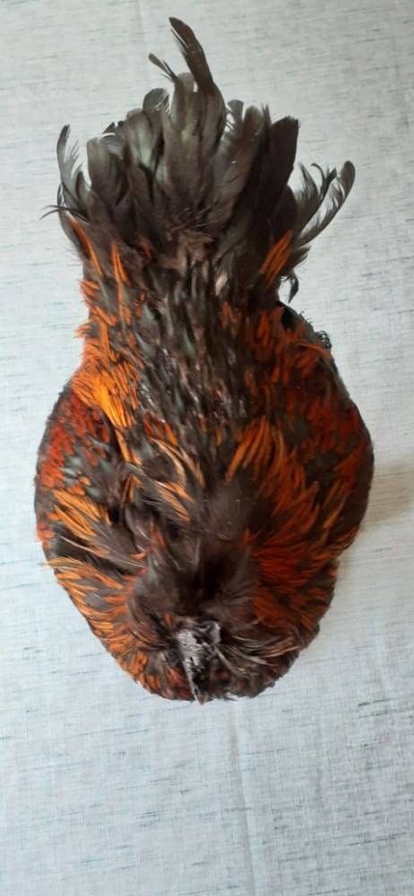 Unique rooster taxidermy has five toes in each foot, Bird taxidermy mount