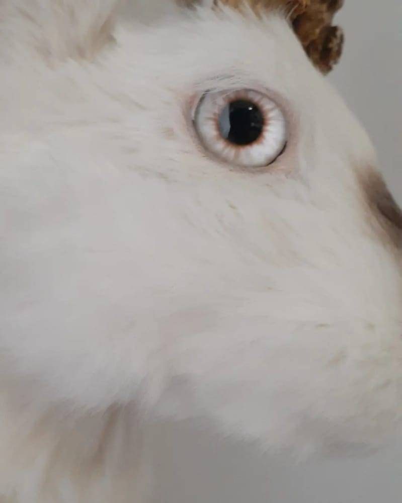 White Jackalope taxidermy with brown nose and ears, bunny taxidermy, rabbit shoulder mount taxidermy with real roe deer antlers