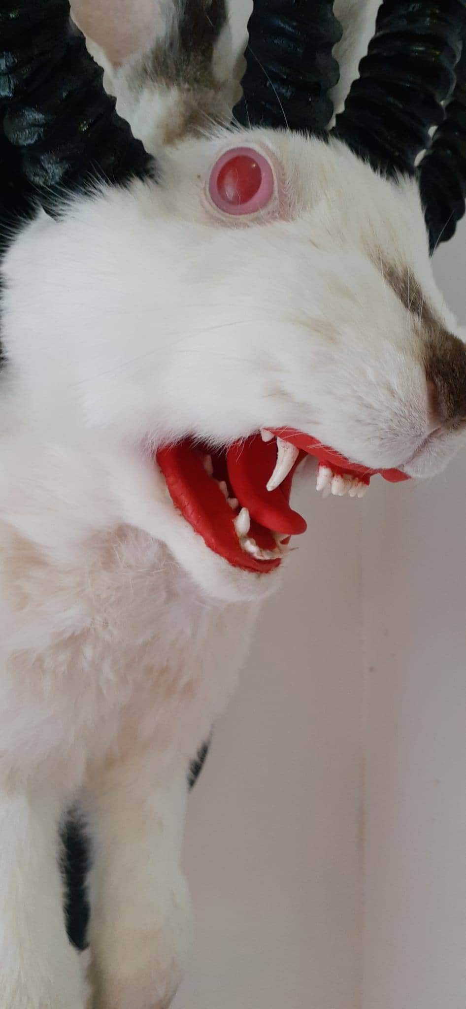 Adorable four horned open mouth beast jackalope taxidermy with real fox teeth, jackalope mount