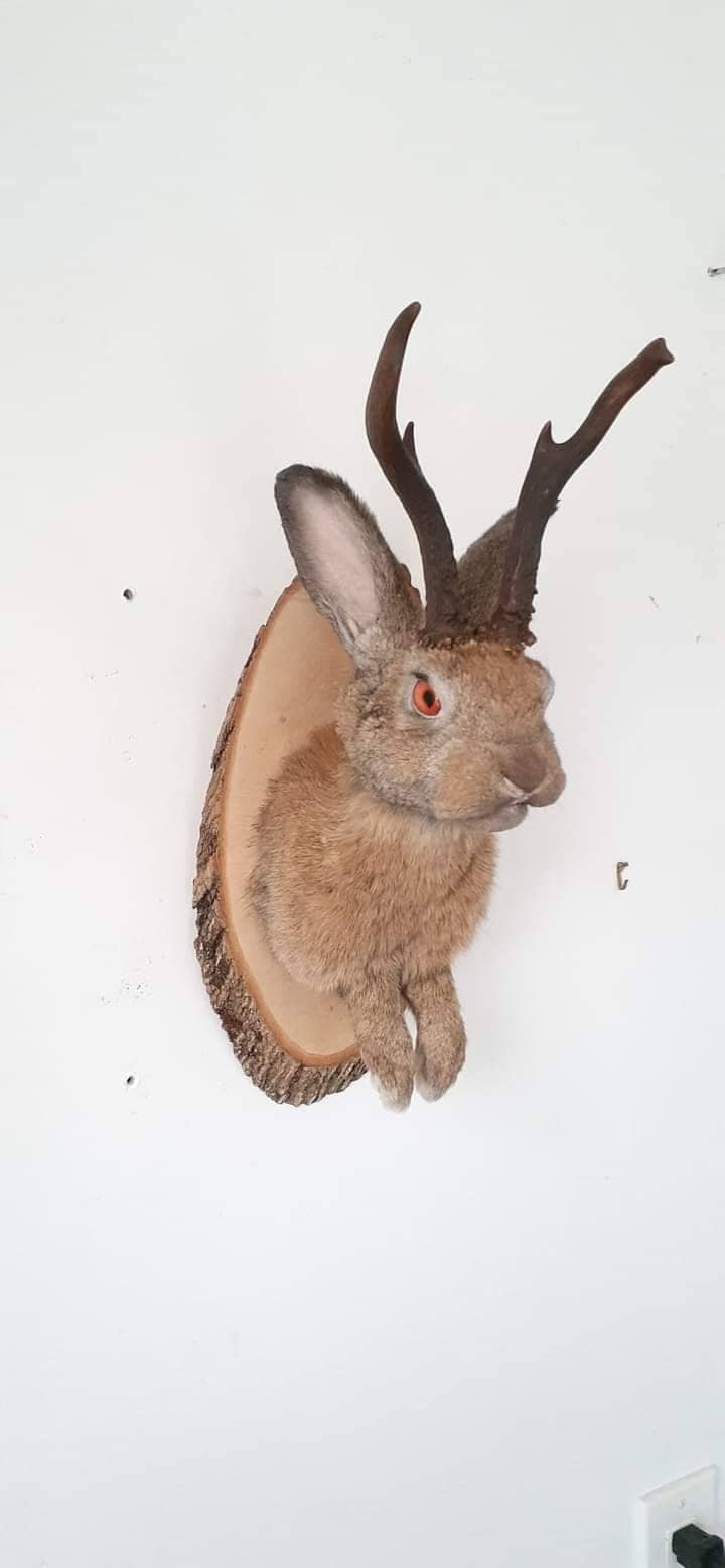 Amazing brown jackalope taxidermy with real roe deer antlers, rabbit taxidermy, bunny wall mount.