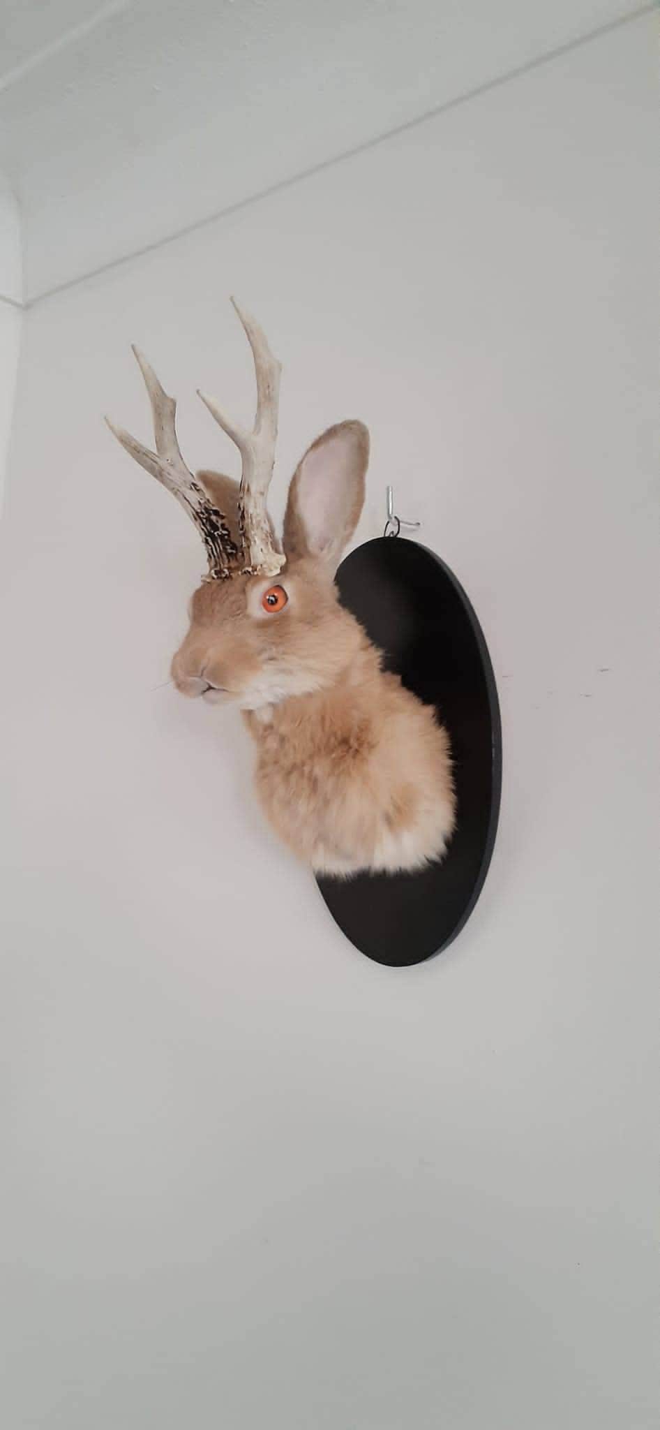Brown jackalope taxidermy with real roe deer antlers, orange brown bunny mount, wall mount rabbit