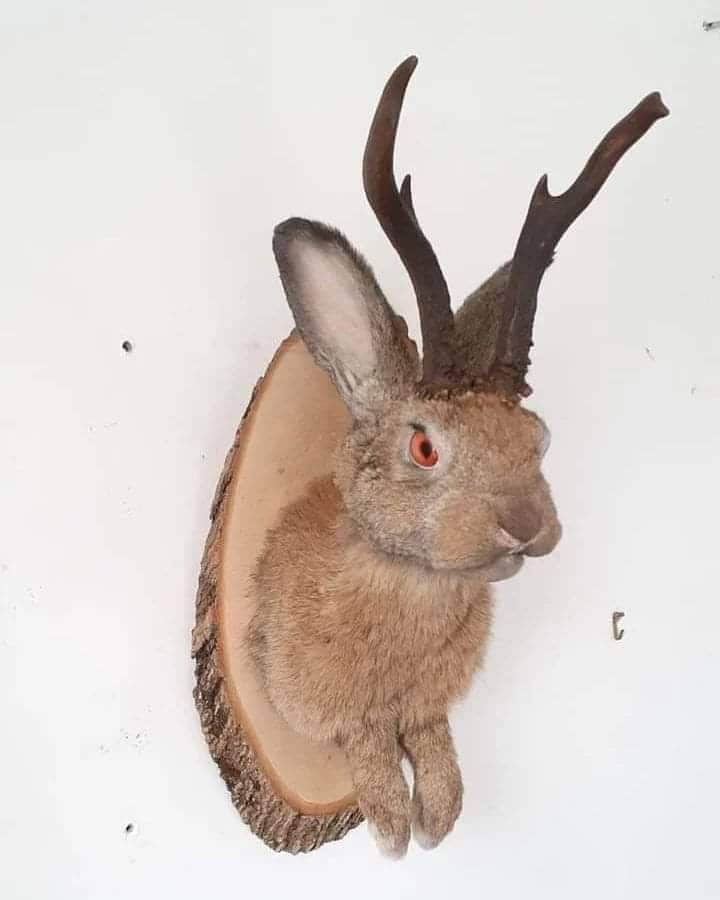 Amazing brown jackalope taxidermy with real roe deer antlers, rabbit taxidermy, bunny wall mount.
