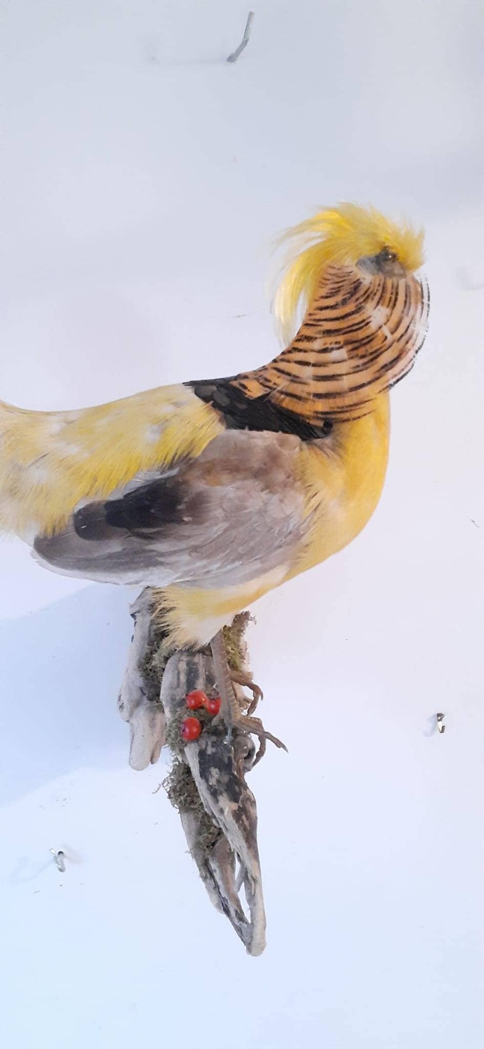 Yellow pheasant taxidermy, wall mount bird taxidermy