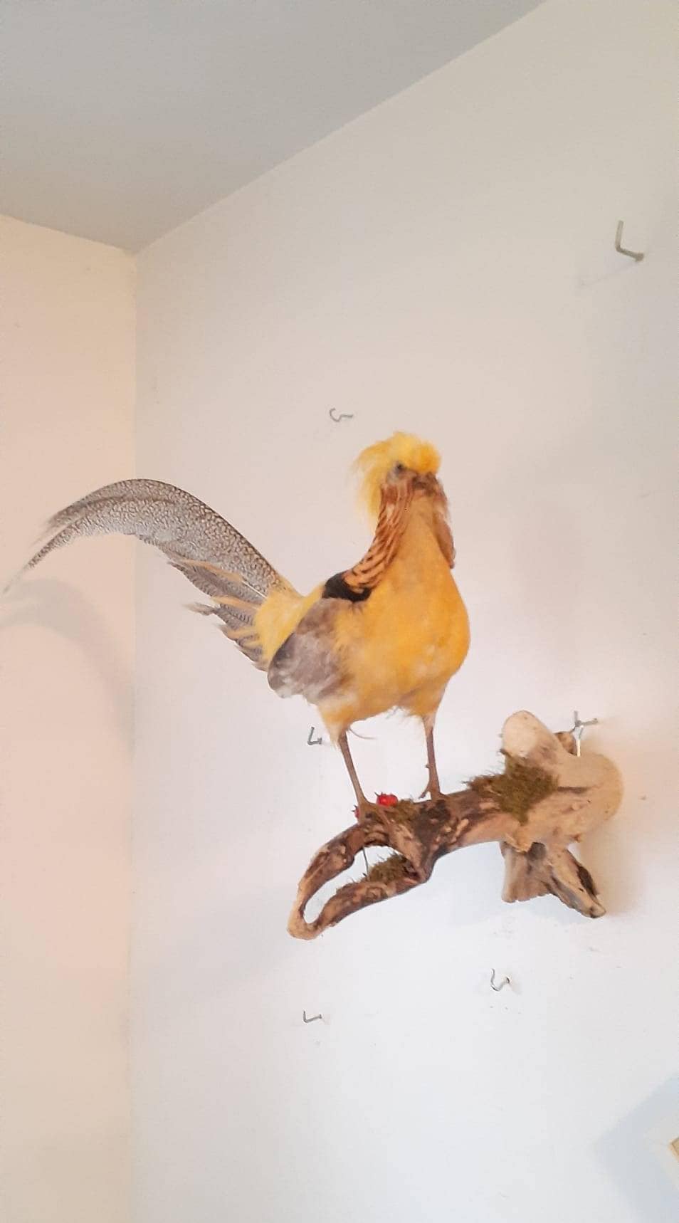 Yellow pheasant taxidermy, wall mount bird taxidermy