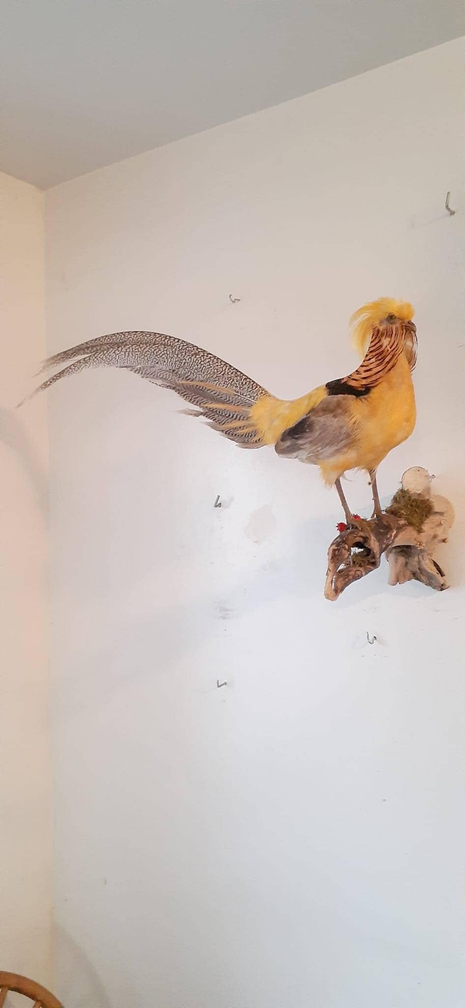 Yellow pheasant taxidermy, wall mount bird taxidermy