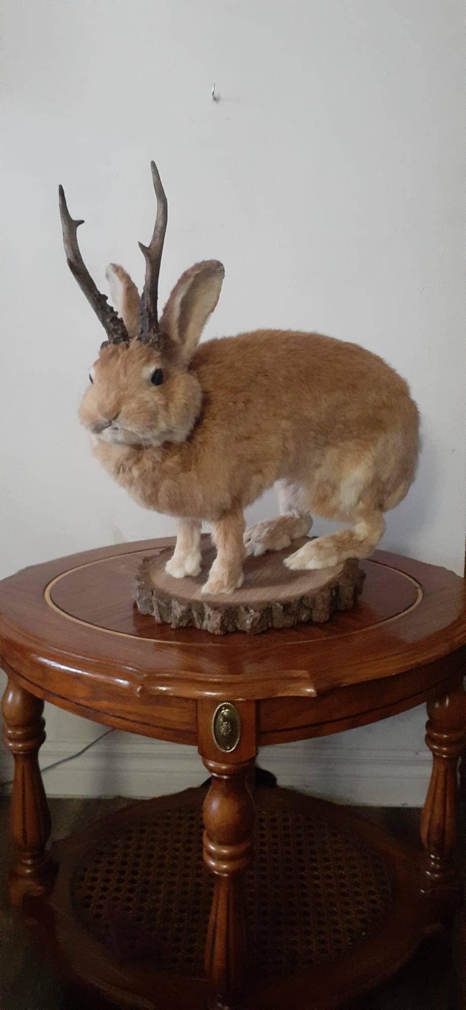 A masive brown life size jackalope taxidermy, with real roe deer antlers, full body rabbit jackalope taxidermy, bunny mount