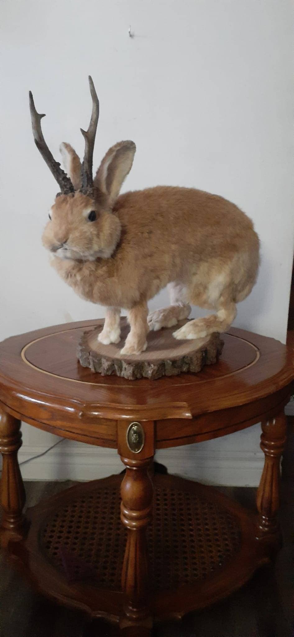 A masive brown life size jackalope taxidermy, with real roe deer antlers, full body rabbit jackalope taxidermy, bunny mount