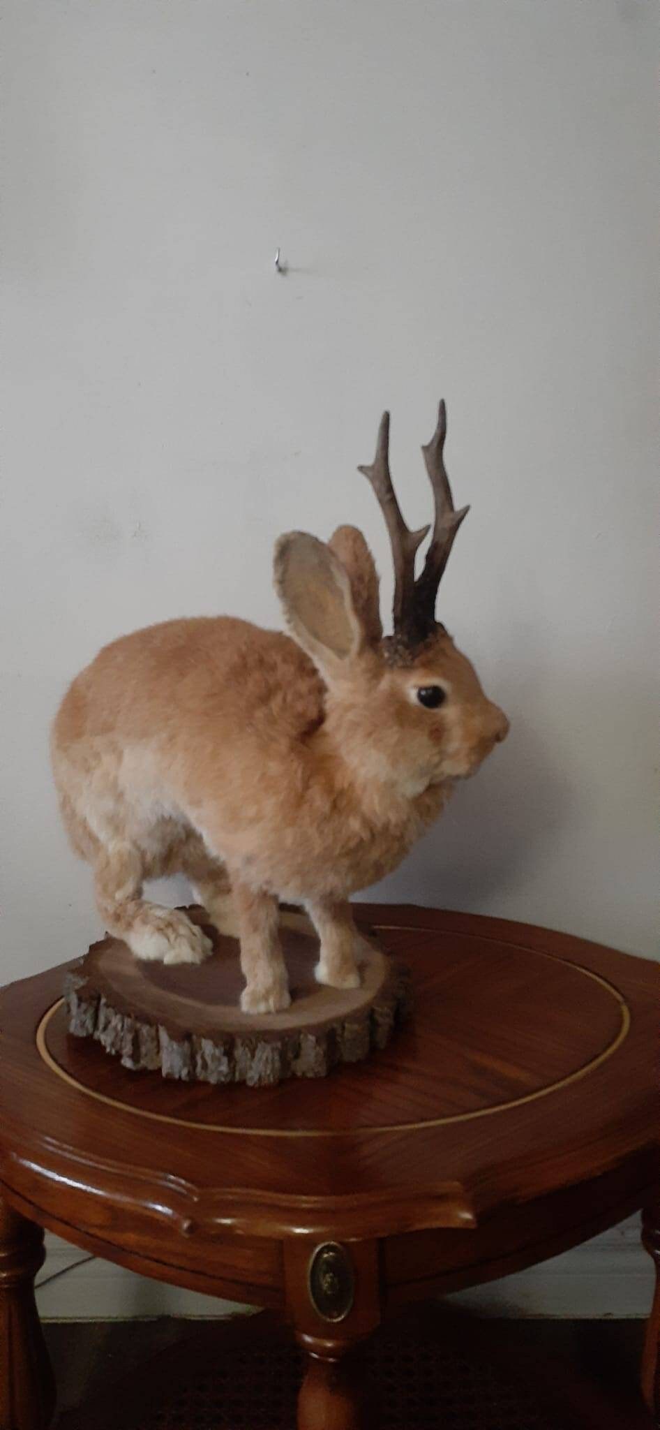 A masive brown life size jackalope taxidermy, with real roe deer antlers, full body rabbit jackalope taxidermy, bunny mount