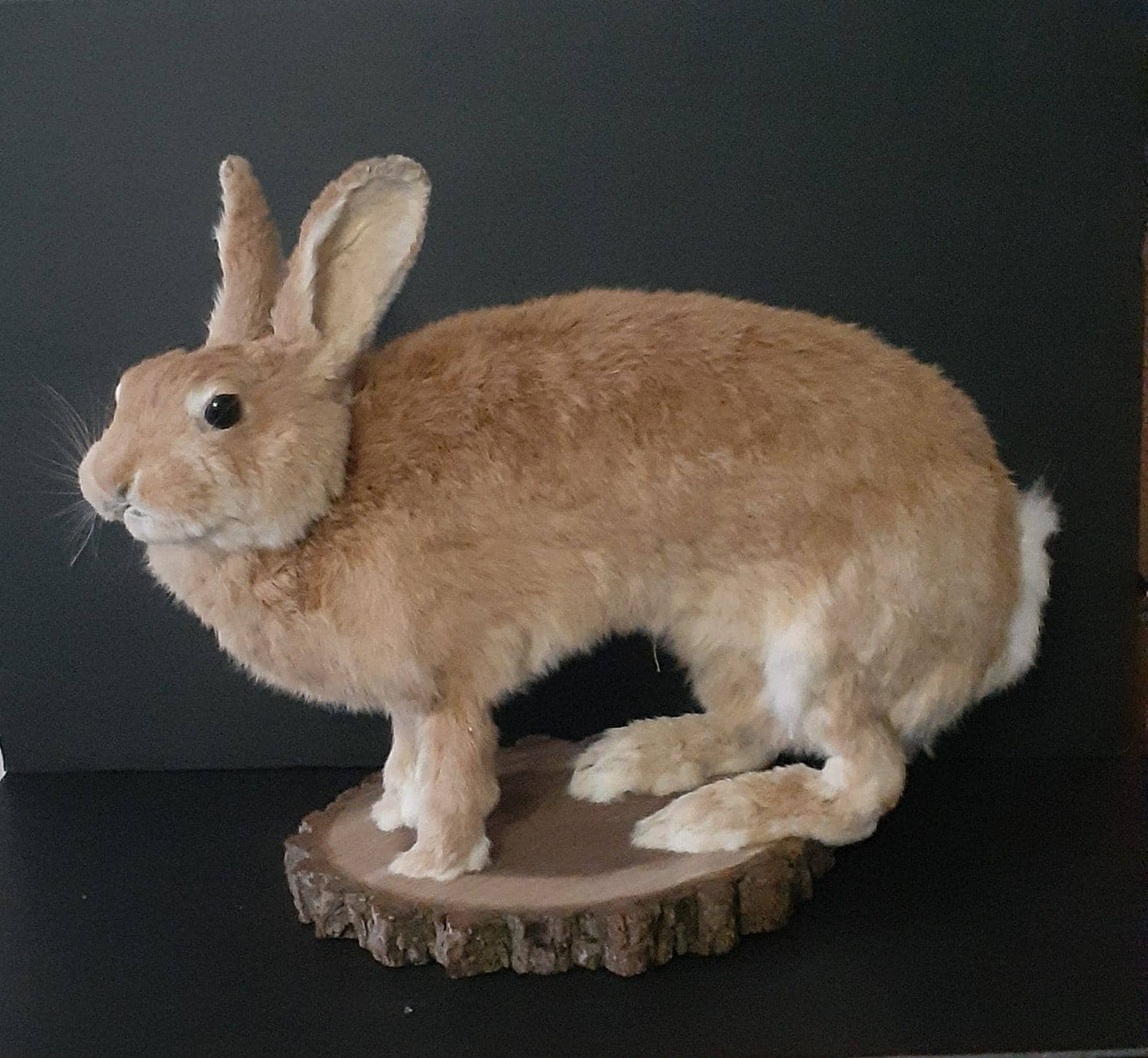 A masive brown life size jackalope taxidermy, with real roe deer antlers, full body rabbit jackalope taxidermy, bunny mount