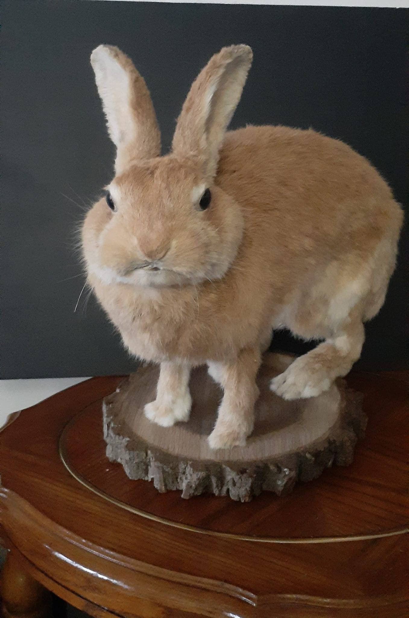 A masive brown life size jackalope taxidermy, with real roe deer antlers, full body rabbit jackalope taxidermy, bunny mount