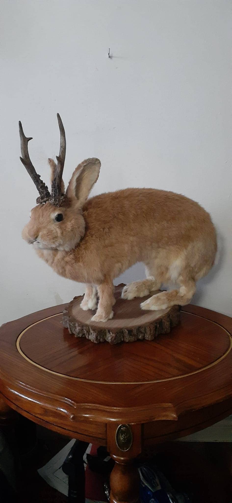 A masive brown life size jackalope taxidermy, with real roe deer antlers, full body rabbit jackalope taxidermy, bunny mount