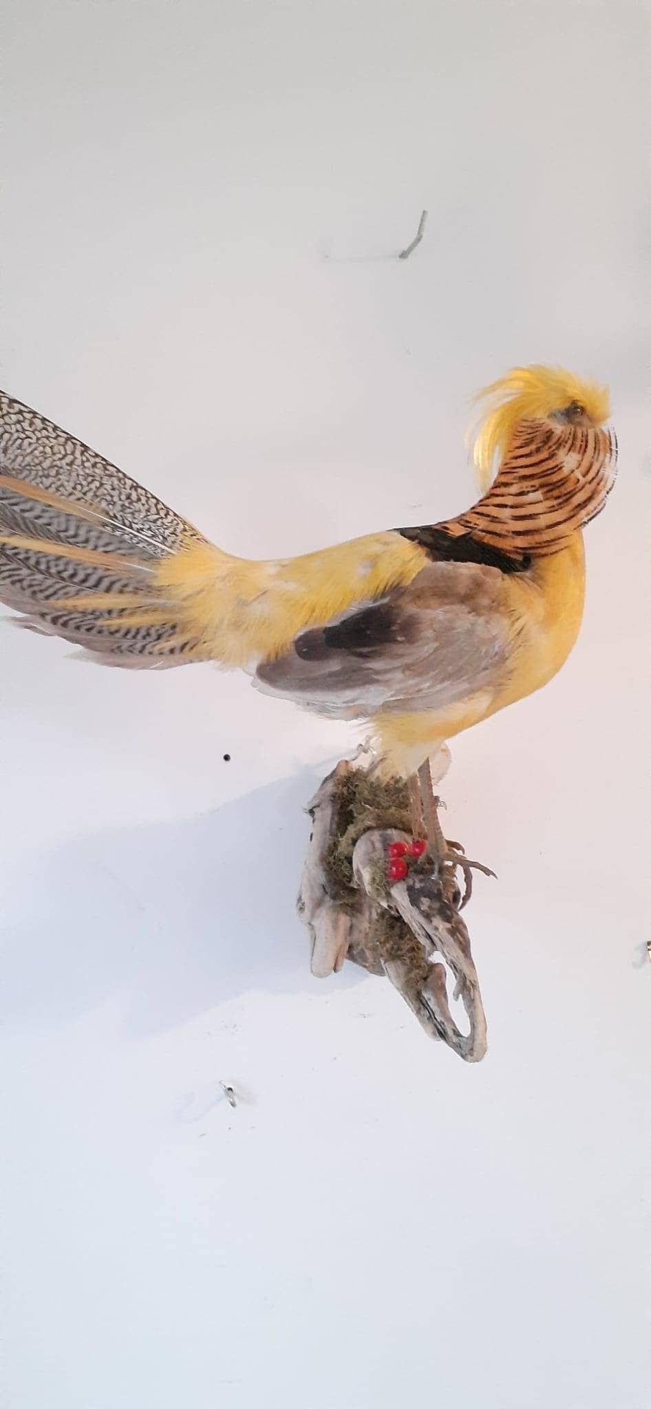 Yellow pheasant taxidermy, wall mount bird taxidermy