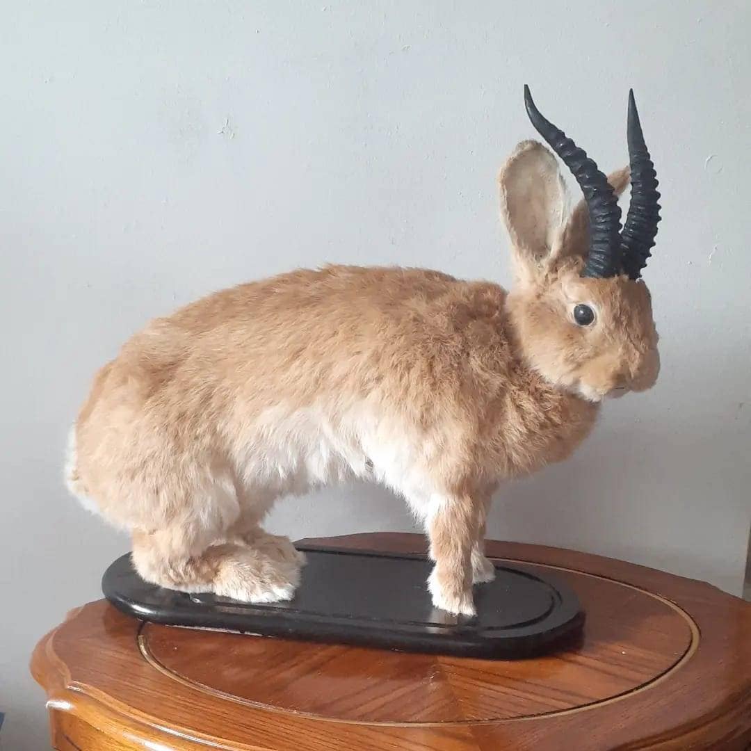 A masive brown life size jackalope taxidermy with replica black horns, full body rabbit jackalope, bunny taxidermy