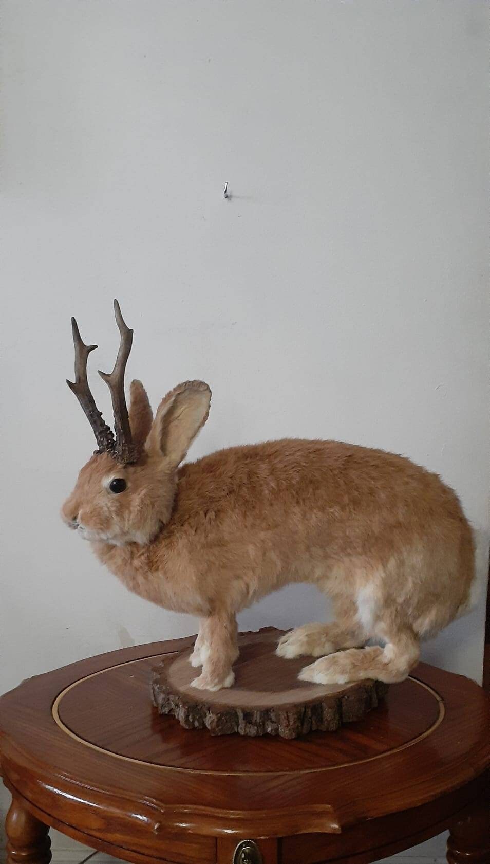 A masive brown life size jackalope taxidermy, with real roe deer antlers, full body rabbit jackalope taxidermy, bunny mount