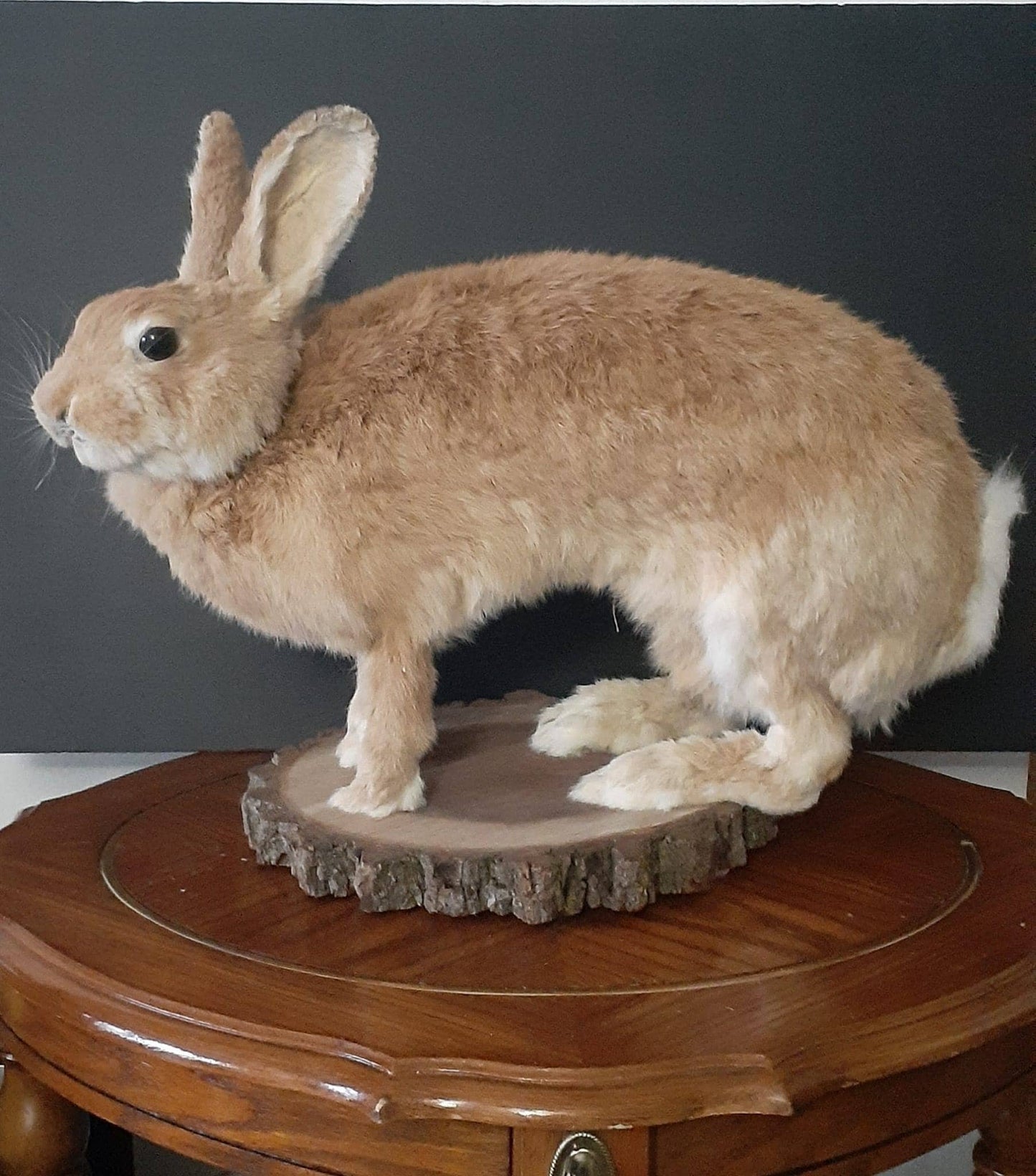 A masive brown life size jackalope taxidermy, with real roe deer antlers, full body rabbit jackalope taxidermy, bunny mount