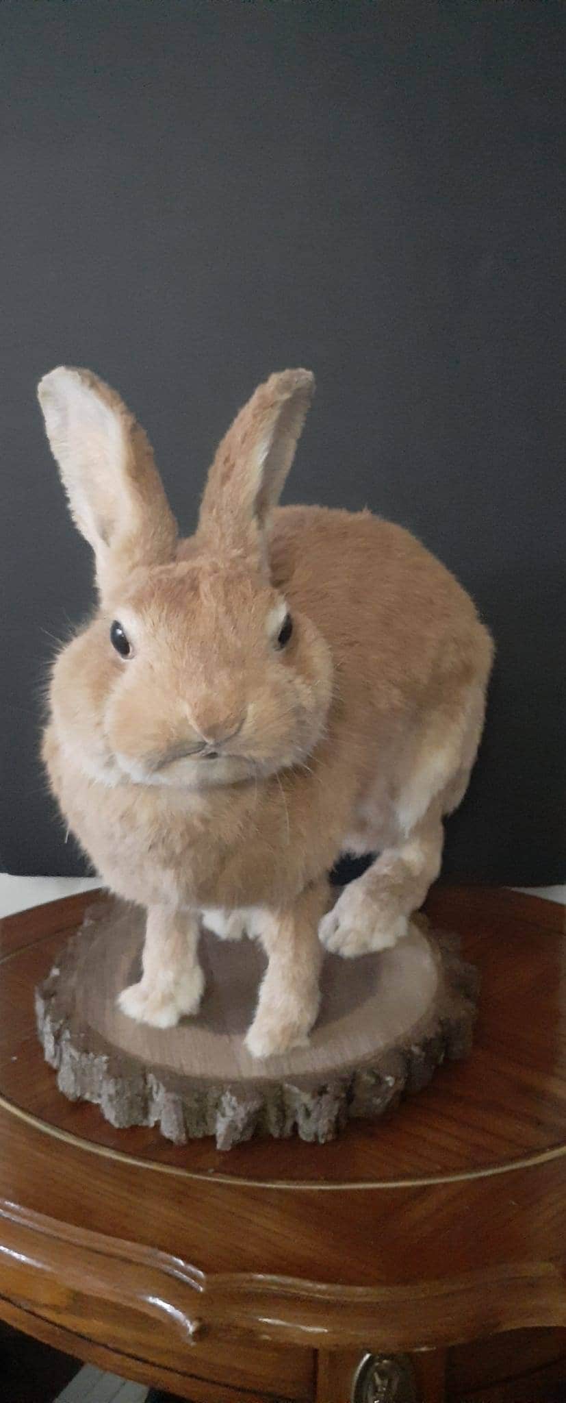 A masive brown life size jackalope taxidermy, with real roe deer antlers, full body rabbit jackalope taxidermy, bunny mount