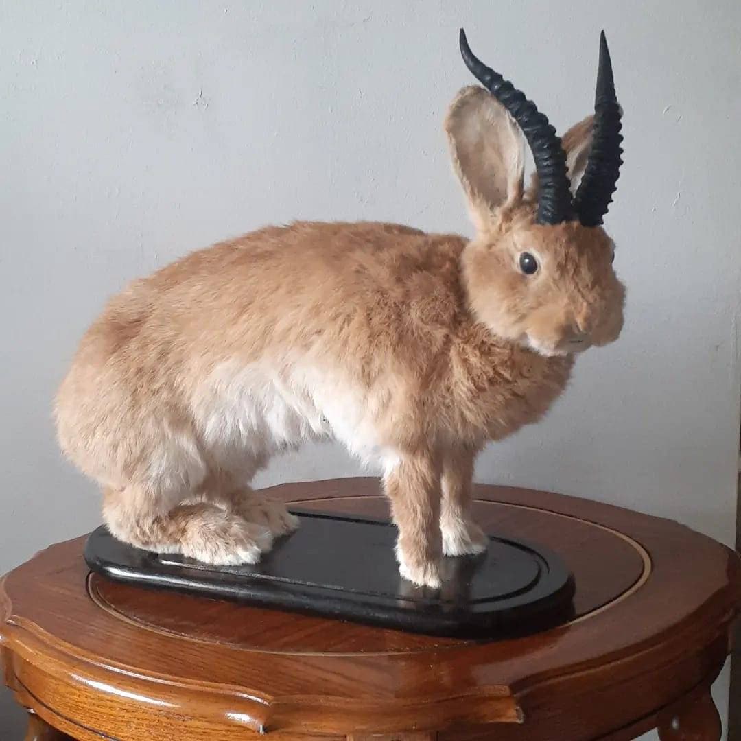 A masive brown life size jackalope taxidermy with replica black horns, full body rabbit jackalope, bunny taxidermy