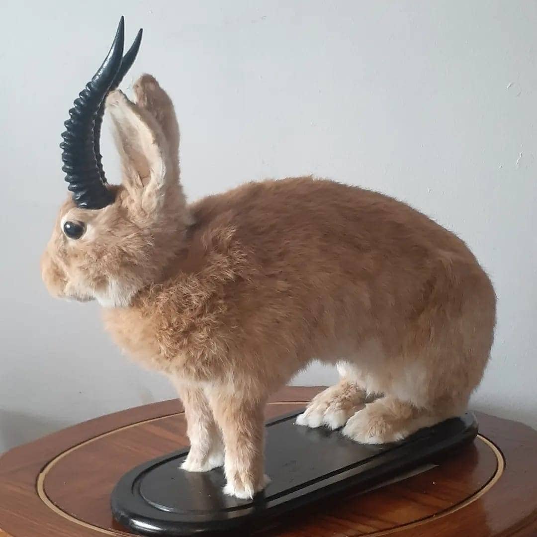 A masive brown life size jackalope taxidermy with replica black horns, full body rabbit jackalope, bunny taxidermy