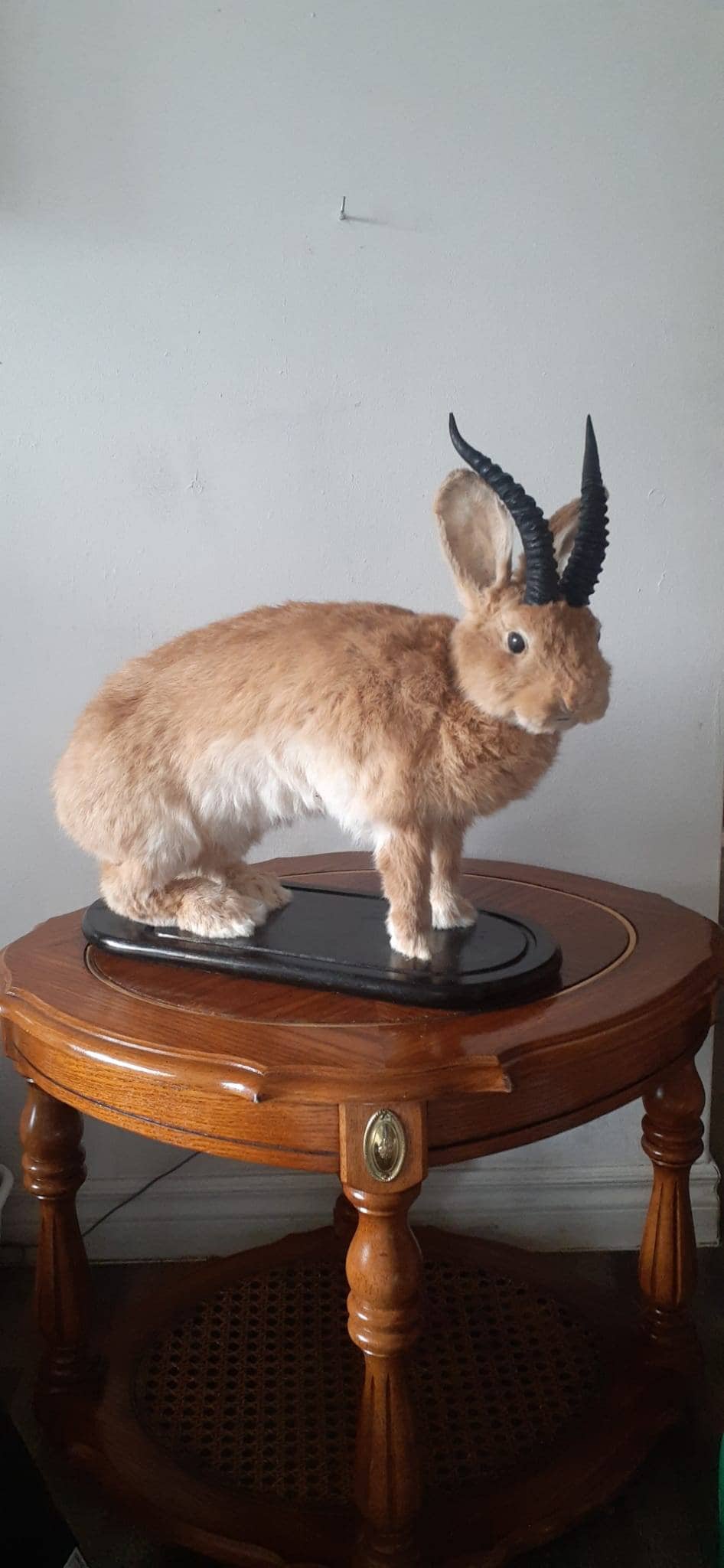 A masive brown life size jackalope taxidermy with replica black horns, full body rabbit jackalope, bunny taxidermy