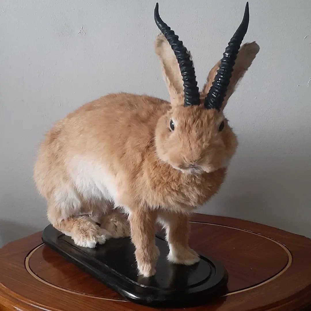A masive brown life size jackalope taxidermy with replica black horns, full body rabbit jackalope, bunny taxidermy