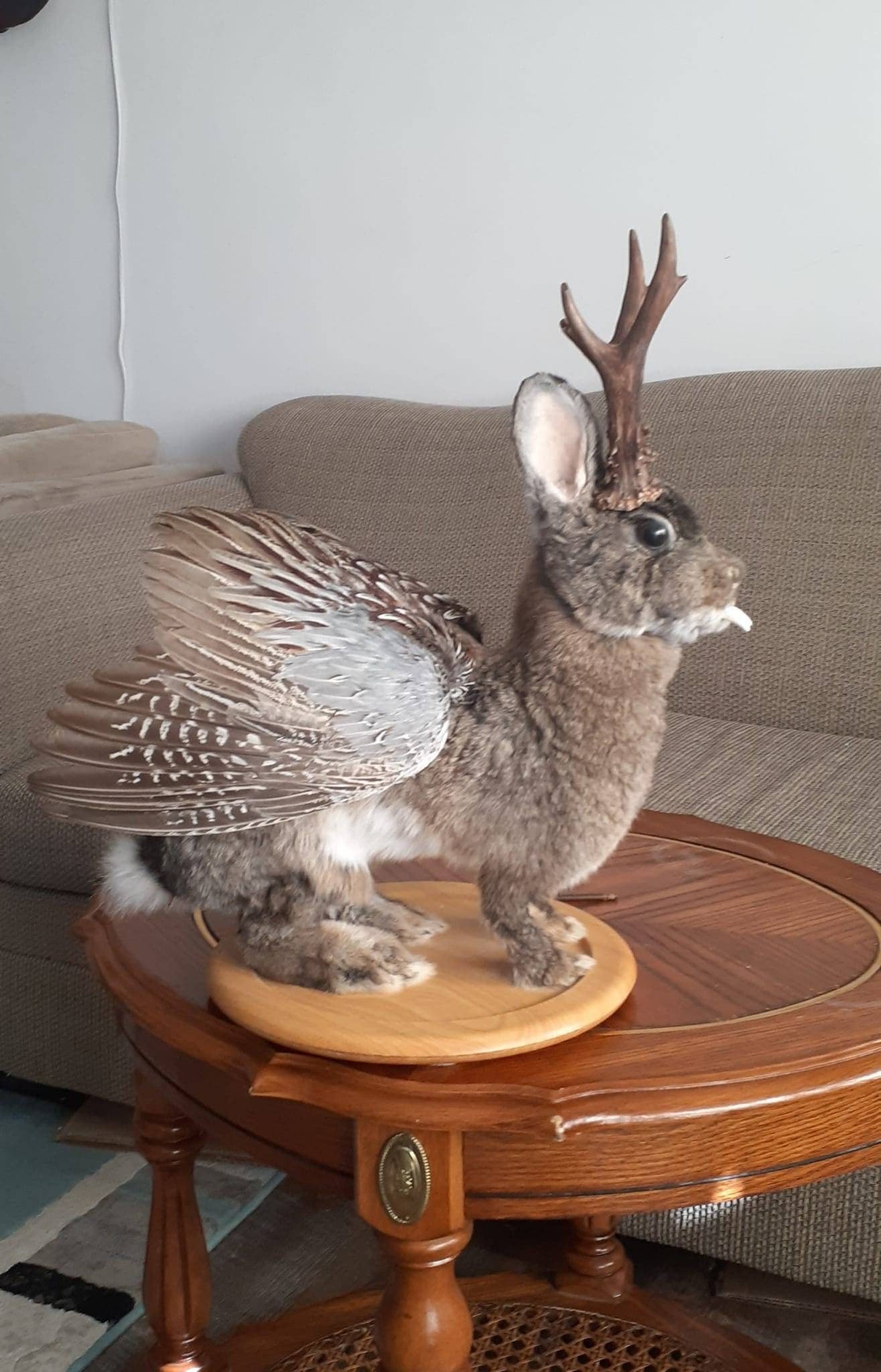 Unique brown three eyed wolpertinger taxidermy, full body jackalope taxidermy with wings and real antlers
