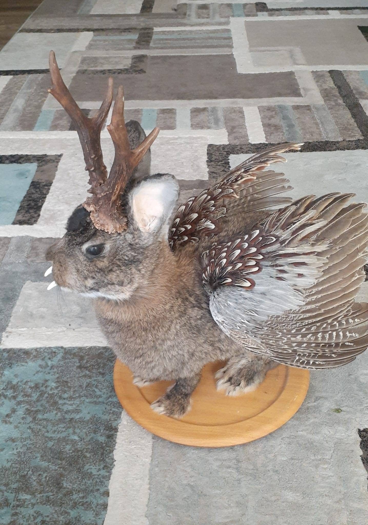 Unique brown three eyed wolpertinger taxidermy, full body jackalope taxidermy with wings and real antlers