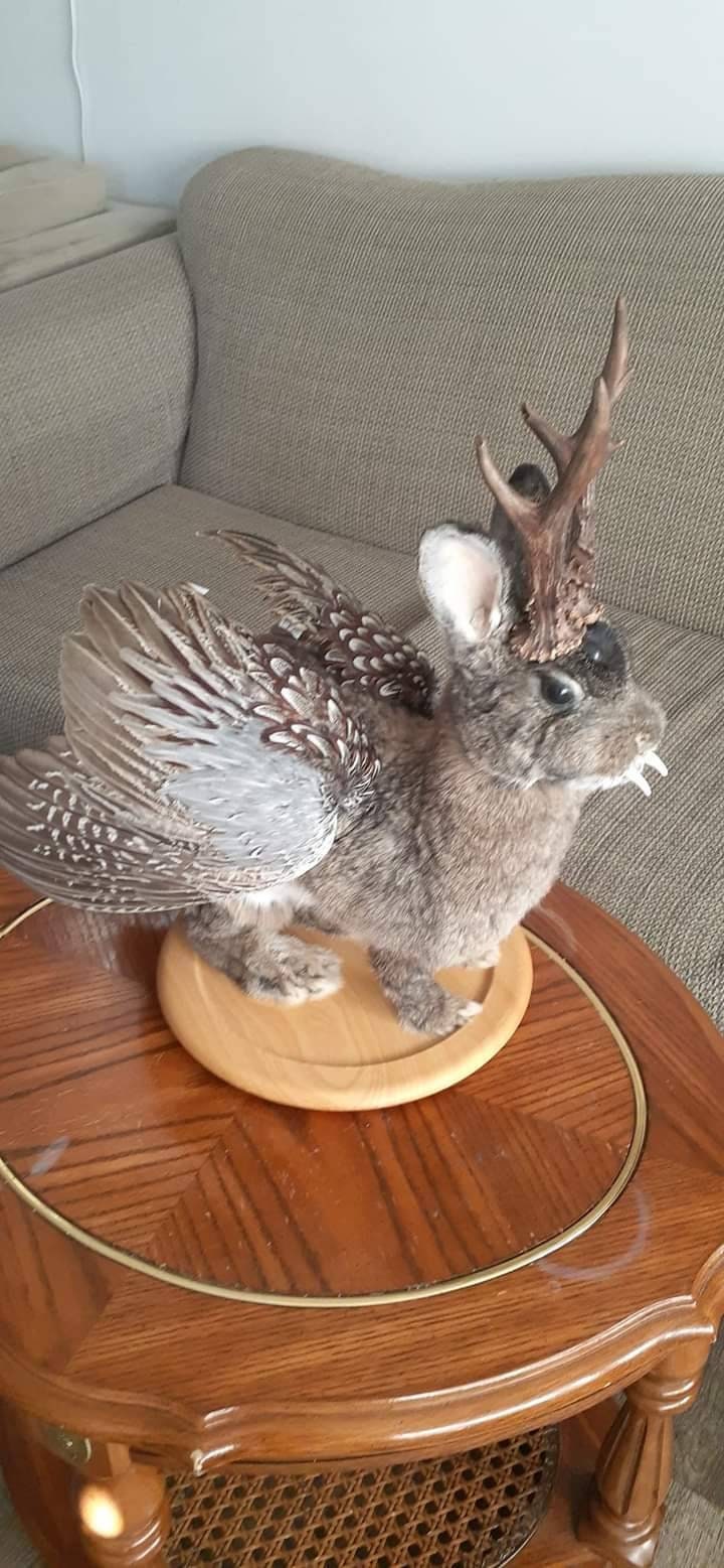 Unique brown three eyed wolpertinger taxidermy, full body jackalope taxidermy with wings and real antlers