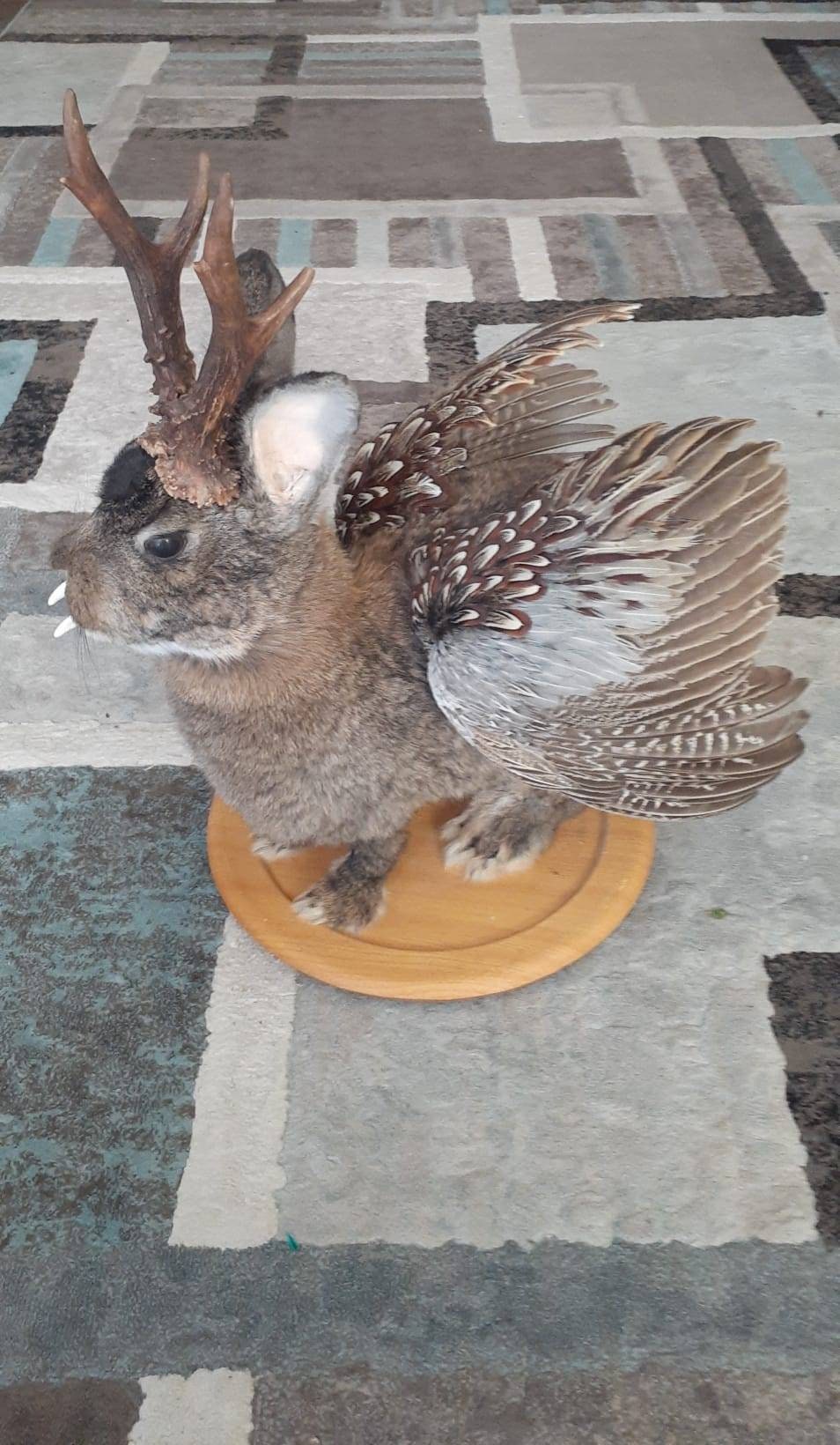 Unique brown three eyed wolpertinger taxidermy, full body jackalope taxidermy with wings and real antlers