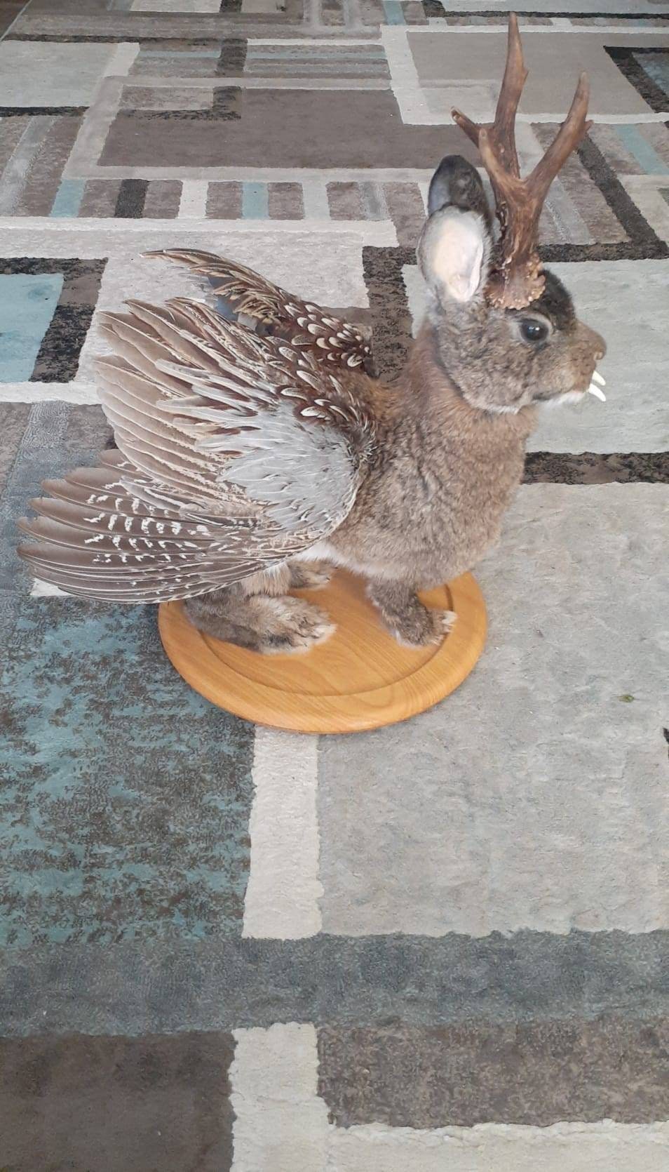 Unique brown three eyed wolpertinger taxidermy, full body jackalope taxidermy with wings and real antlers