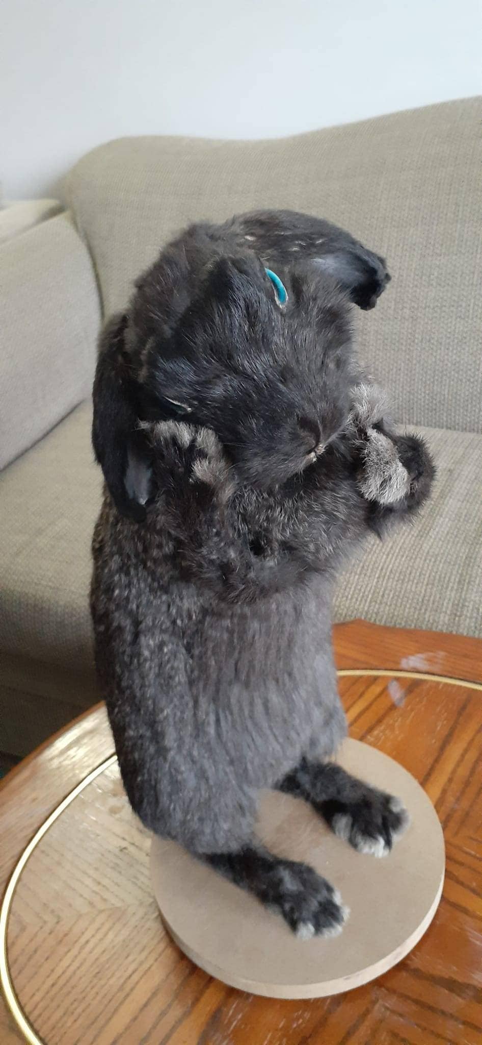 Standing black bunny mount taxidermy