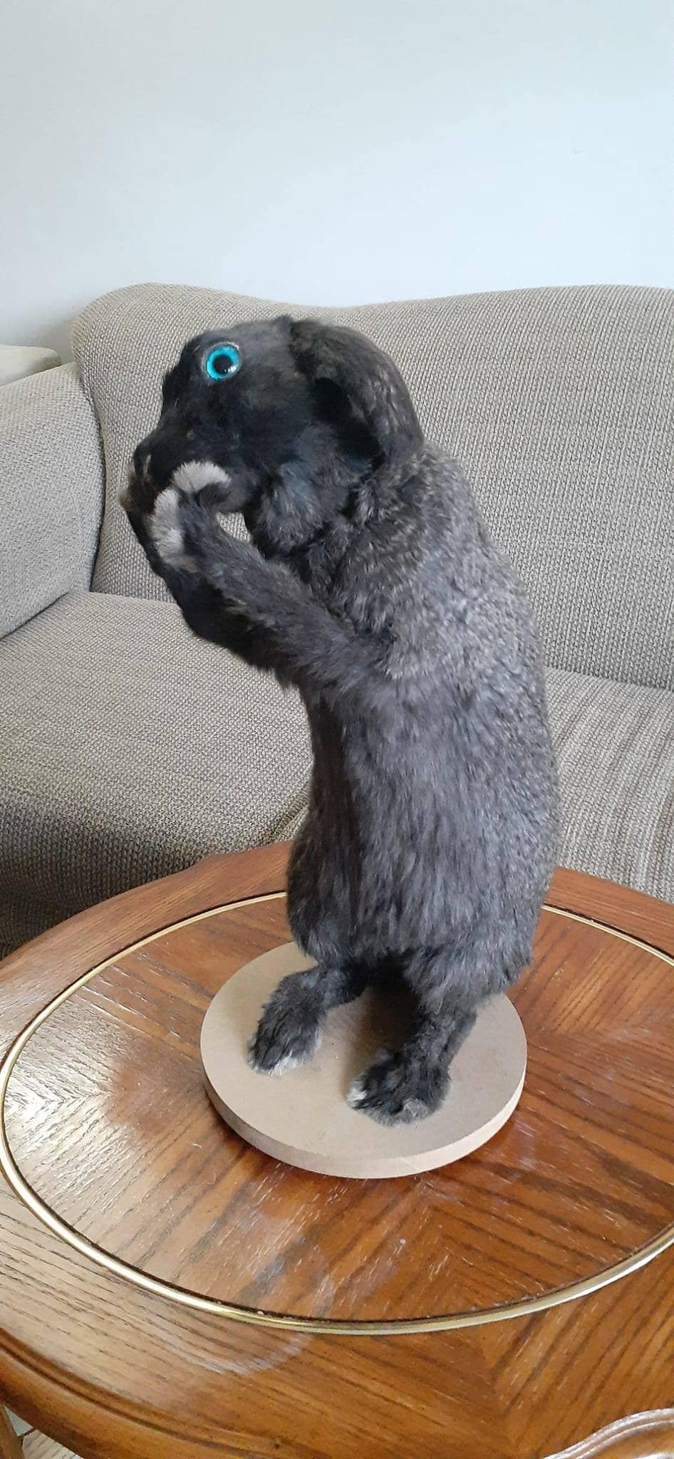 Standing black bunny mount taxidermy
