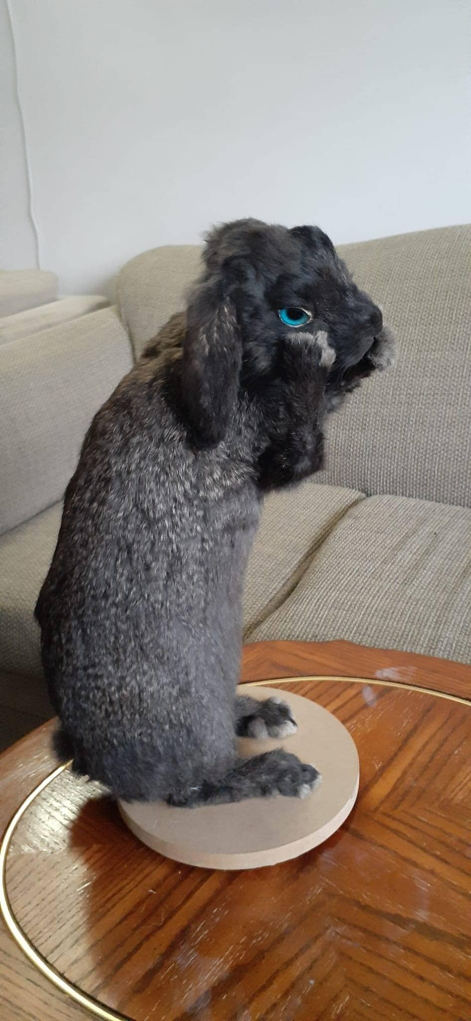 Standing black bunny mount taxidermy