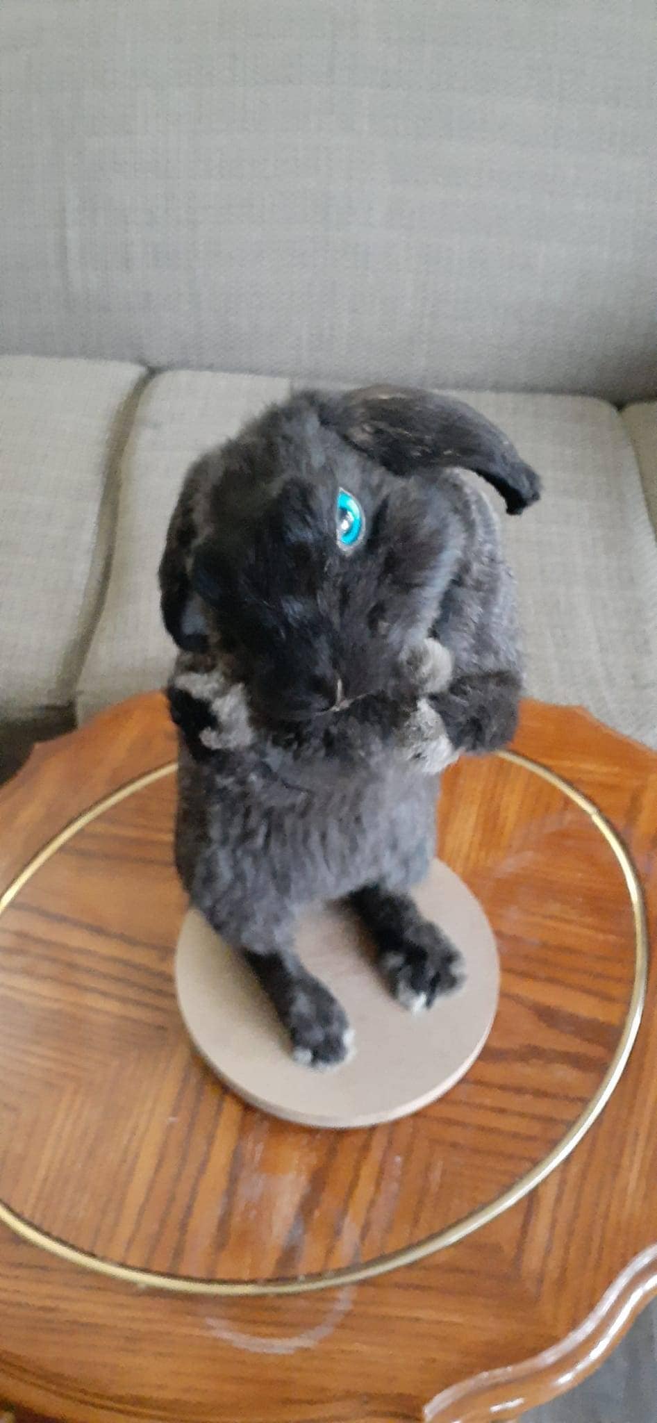 Standing black bunny mount taxidermy