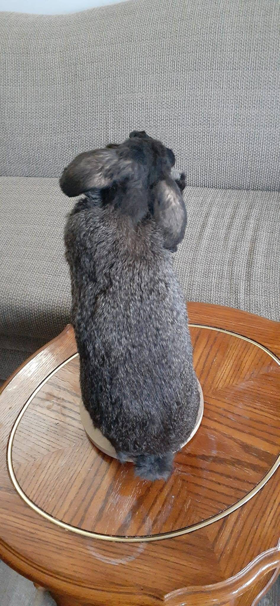 Standing black bunny mount taxidermy