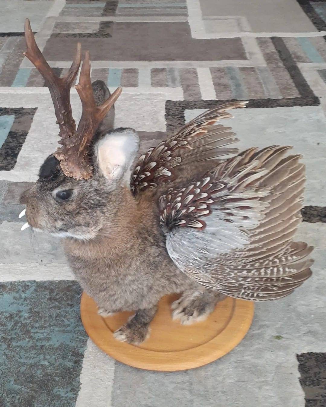 Unique brown three eyed wolpertinger taxidermy, full body jackalope taxidermy with wings and real antlers