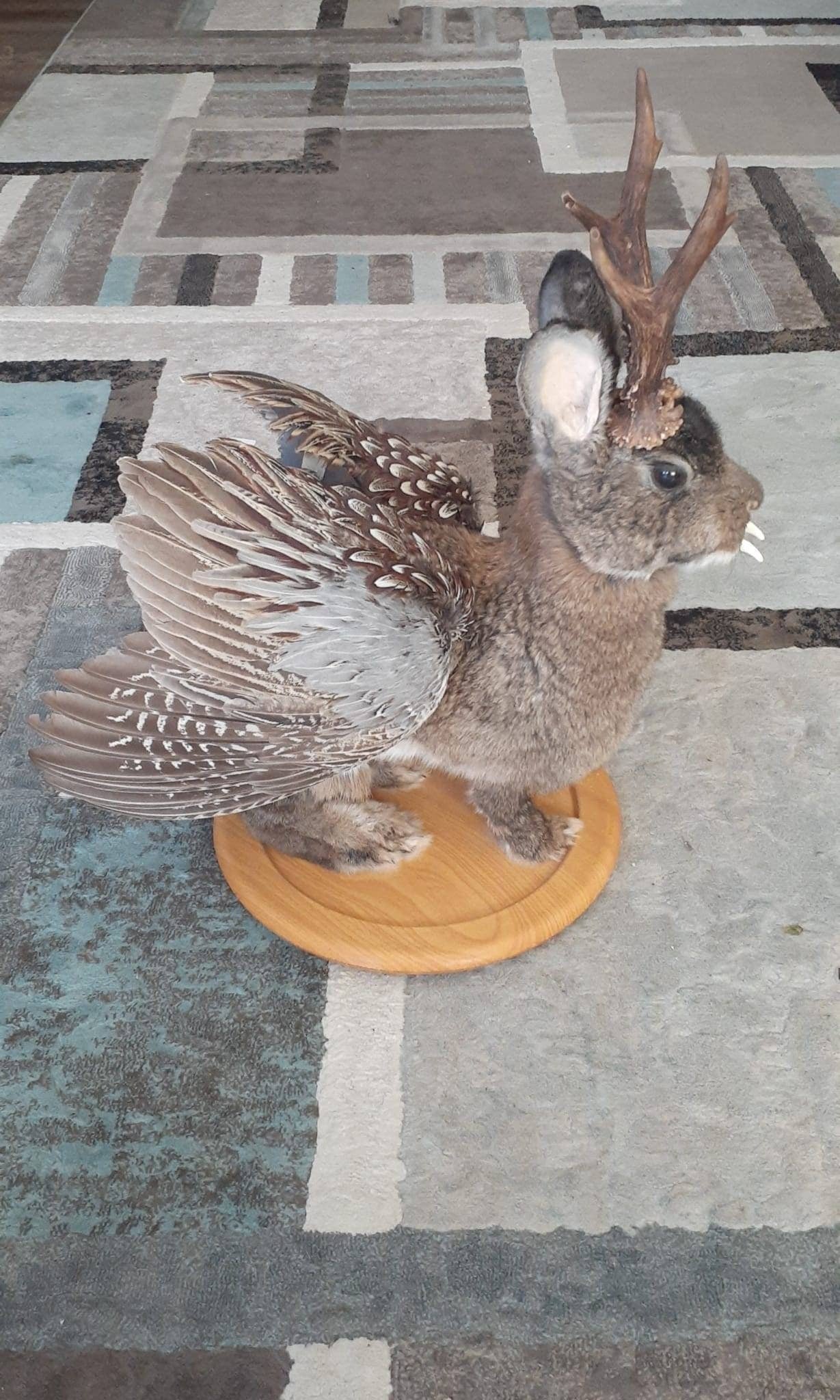 Unique brown three eyed wolpertinger taxidermy, full body jackalope taxidermy with wings and real antlers