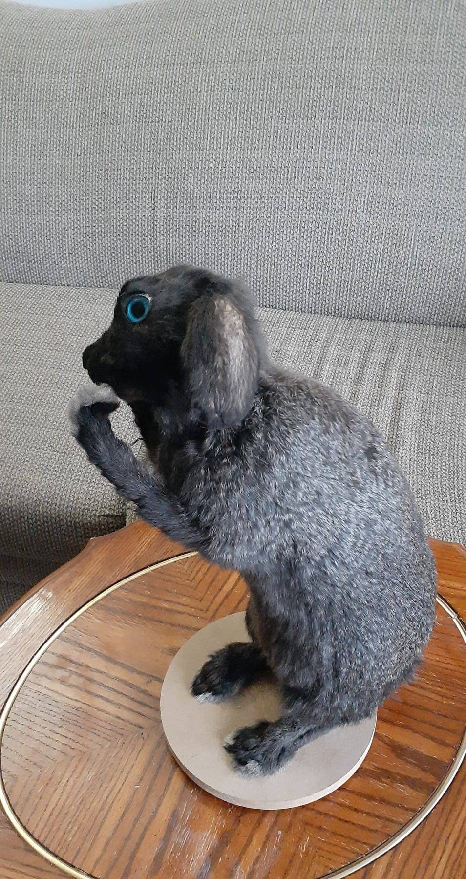 Standing black bunny mount taxidermy