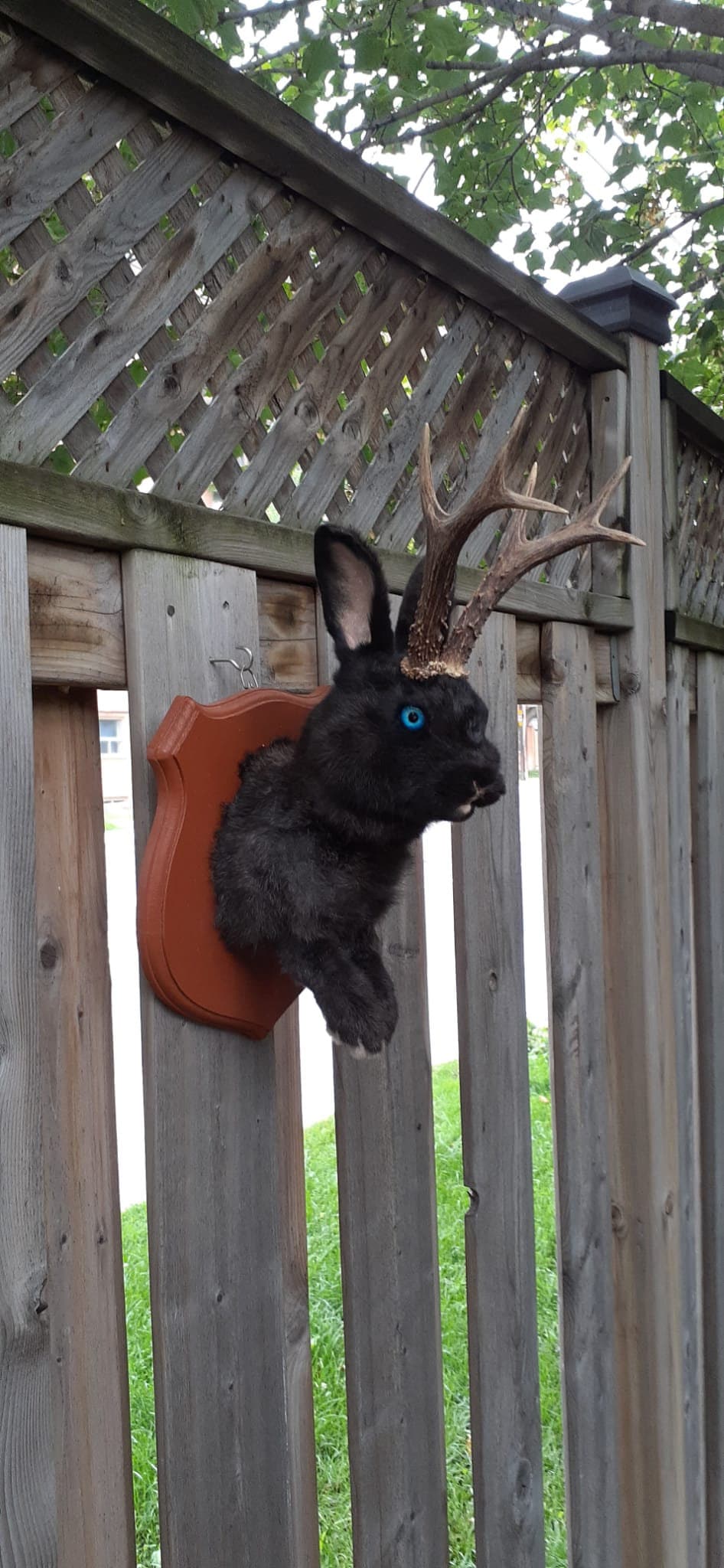 Amazing black jackalope taxidermy on a brown wood sheild with real roe deer antlers, bunny wall mount
