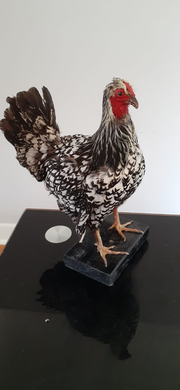 Very pretty chicken taxidermy, chicken mount, bird taxidermy, rooster