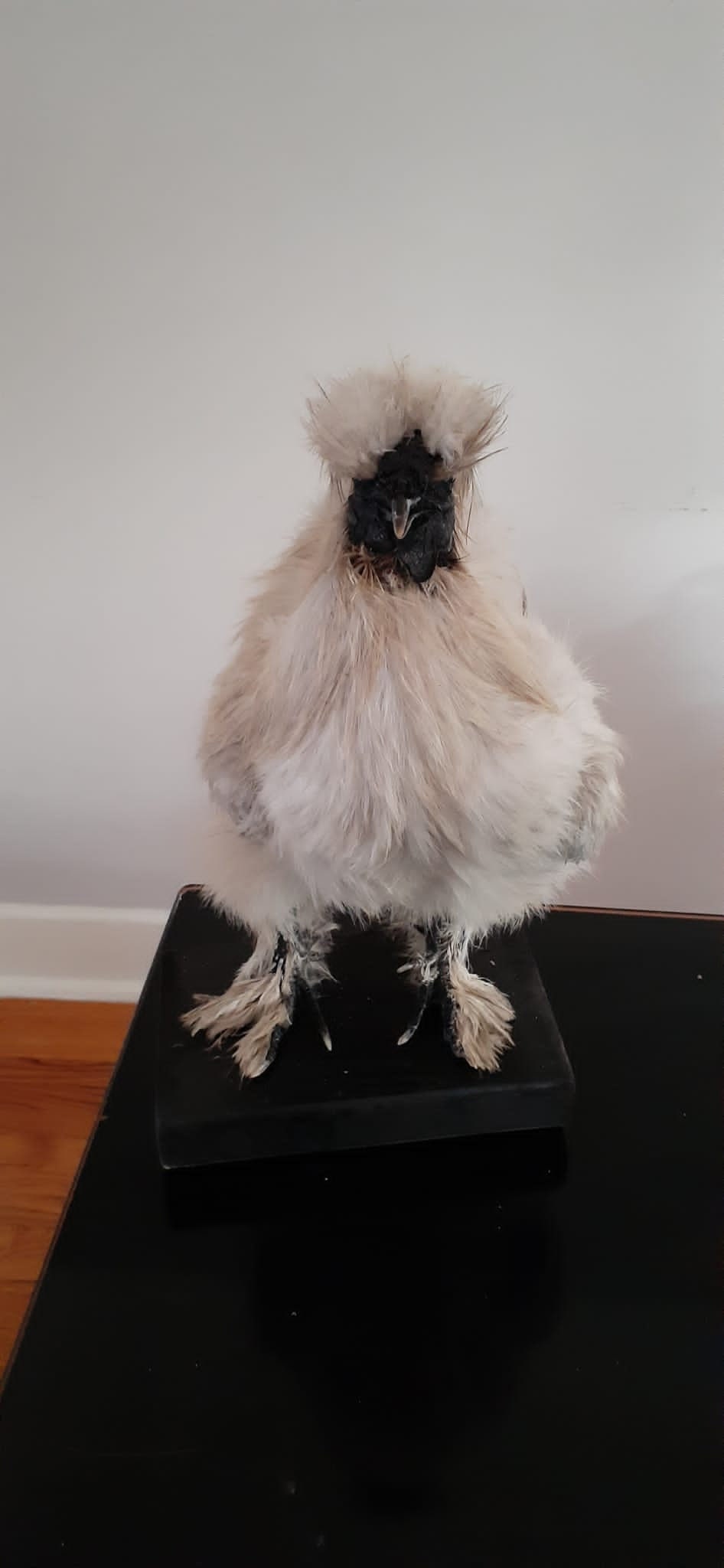 Very soft standing silky chicken taxidermy, Bird mount