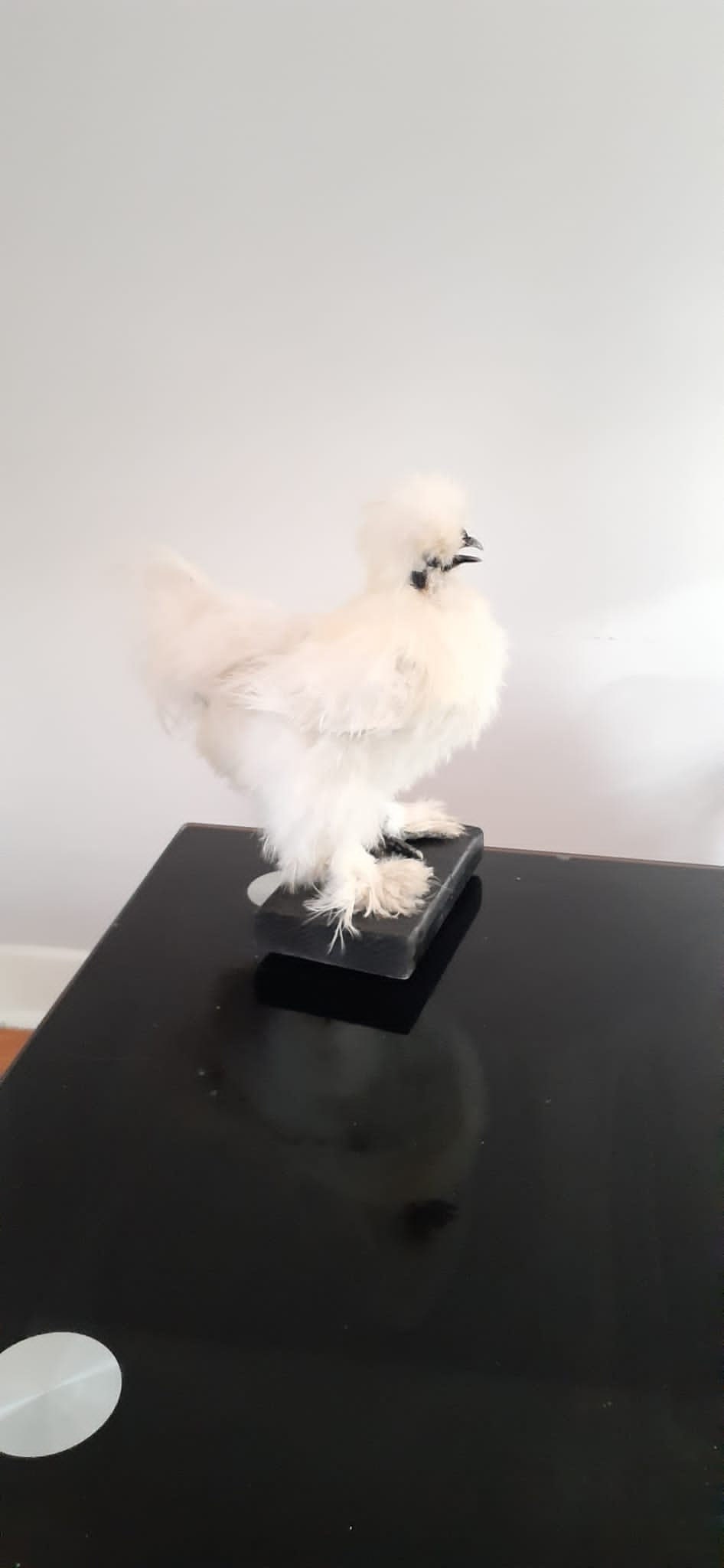 Very soft white standing silky chicken taxidermy, Bird mount