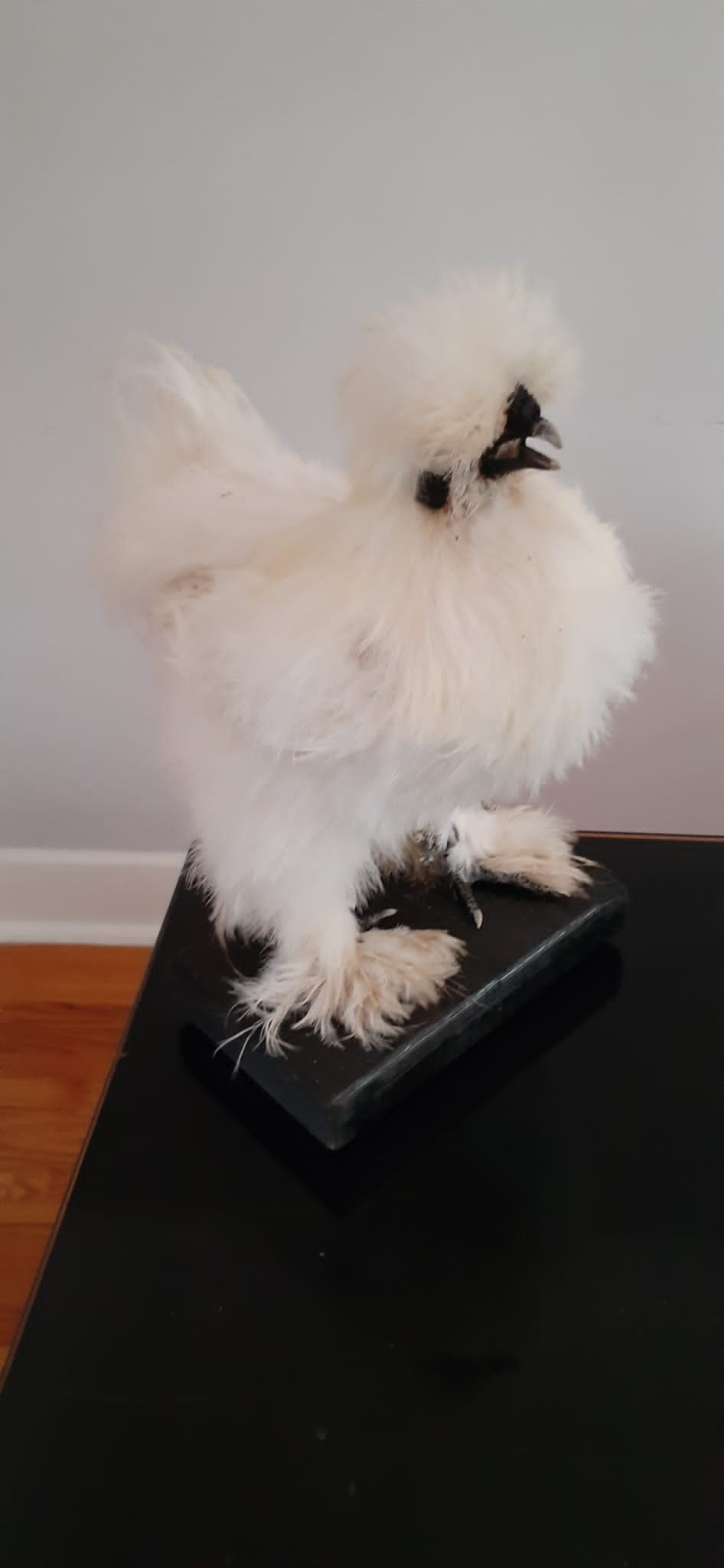 Very soft white standing silky chicken taxidermy, Bird mount